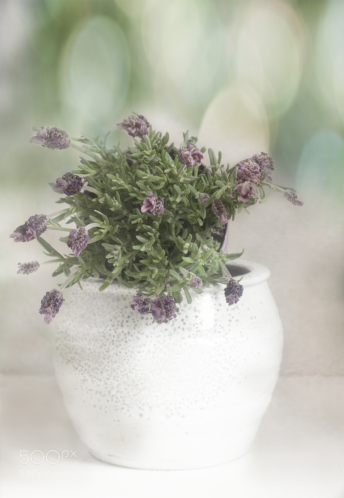 Canon EOS 50D sample photo. Still life photography