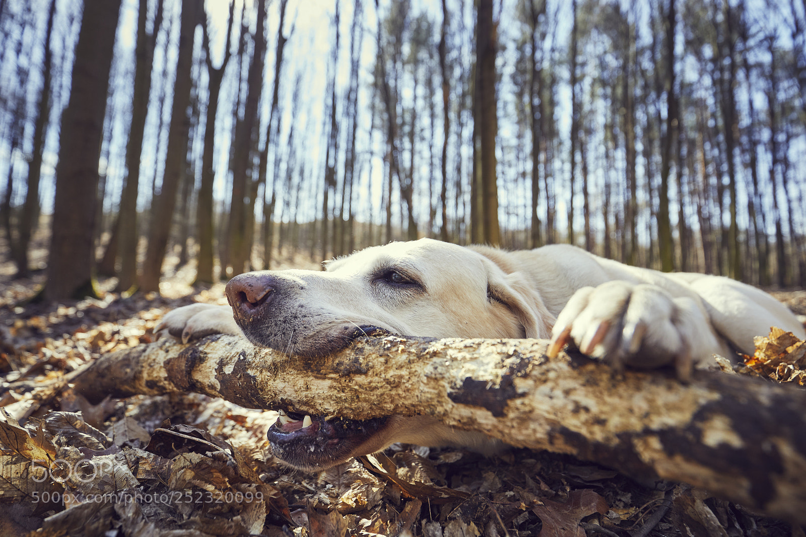 Canon EOS 5D Mark IV sample photo. Playful dog in forest photography
