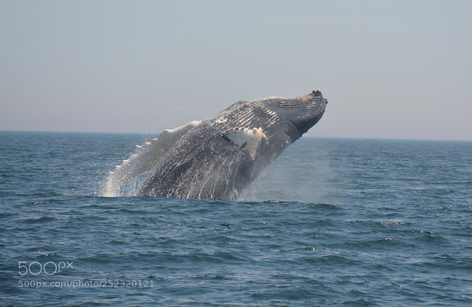 Nikon D7100 sample photo. Whale photography