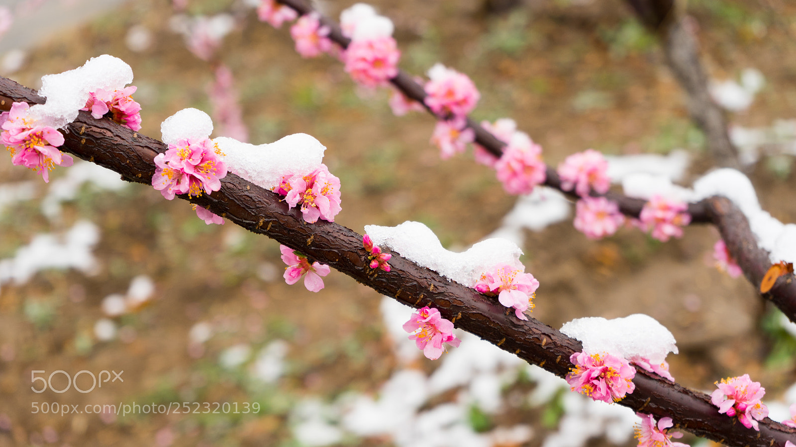 Sony a7 sample photo. Spring snow #1 photography