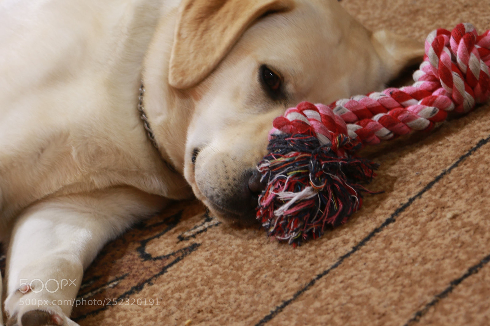 Canon EOS 70D sample photo. Labrador photography