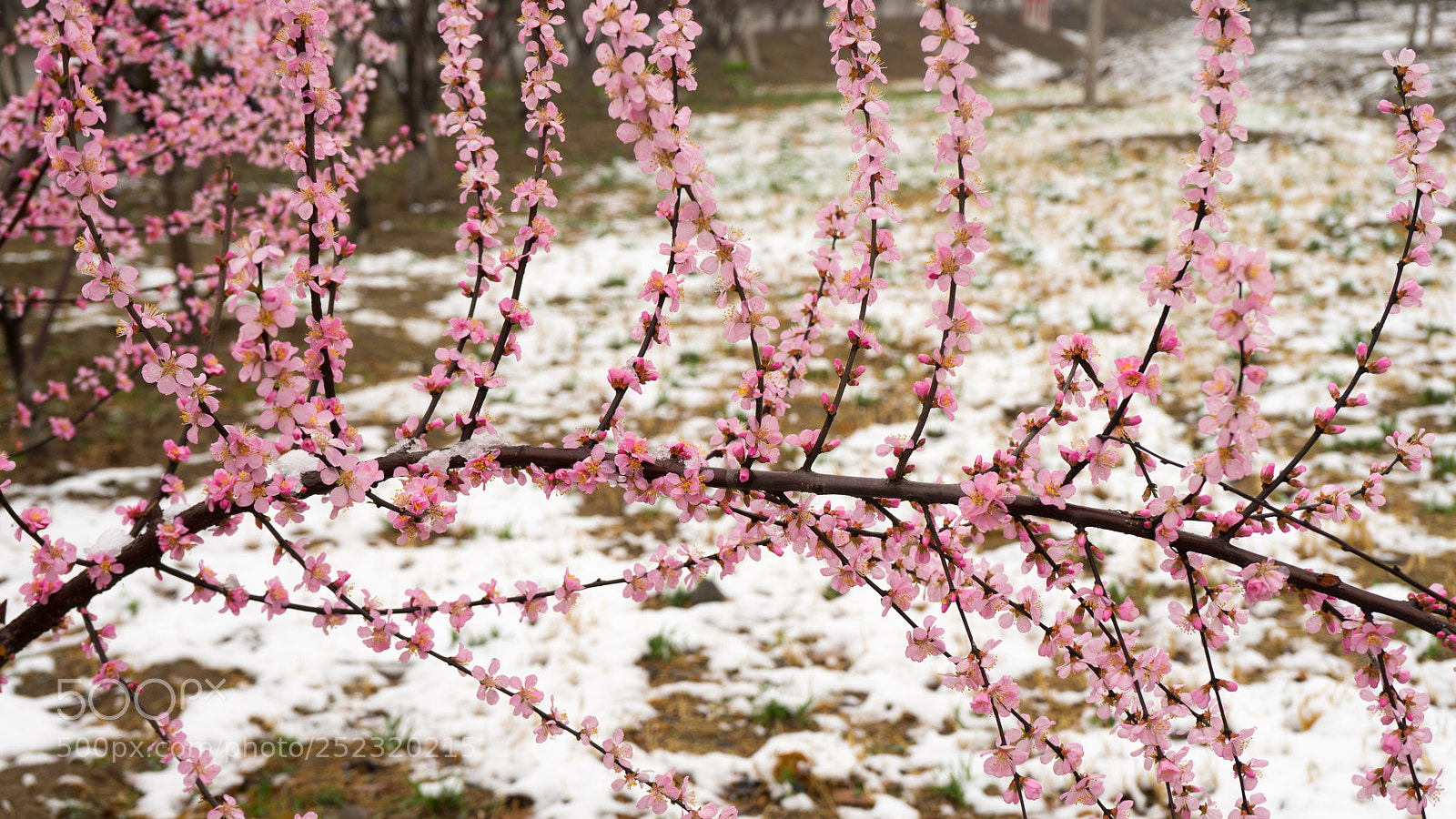 Sony a7 sample photo. Spring snow #2 photography