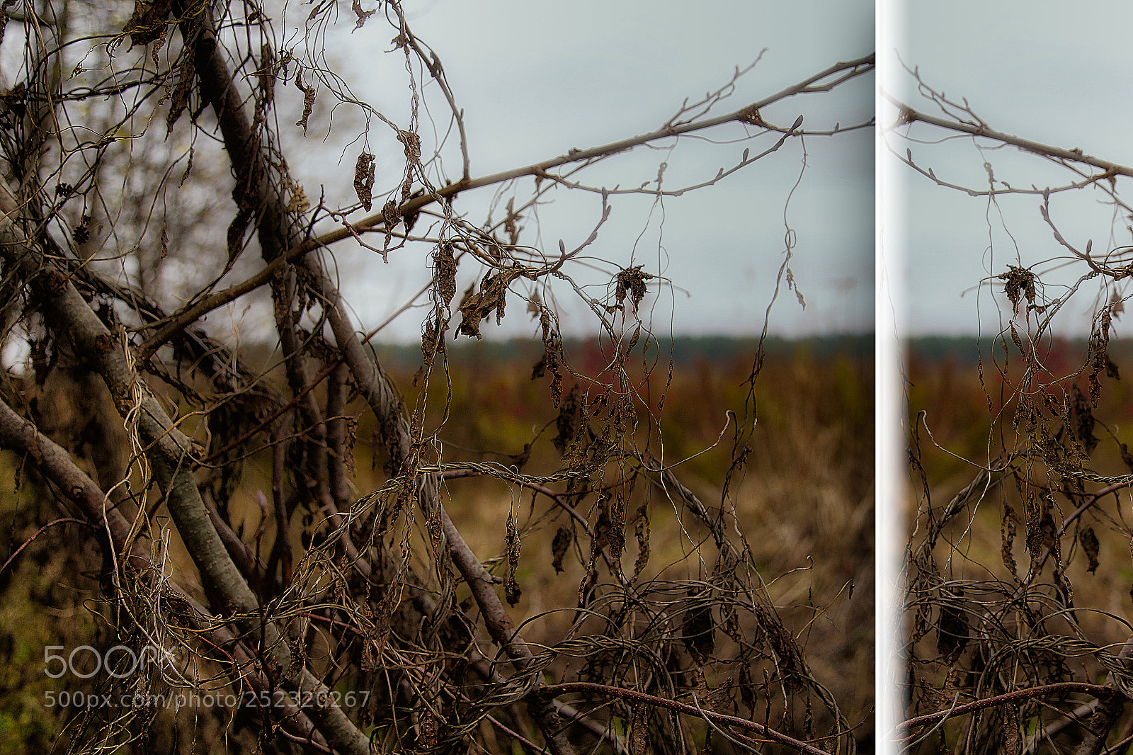 Canon EOS-1D X sample photo. Mirror... photography