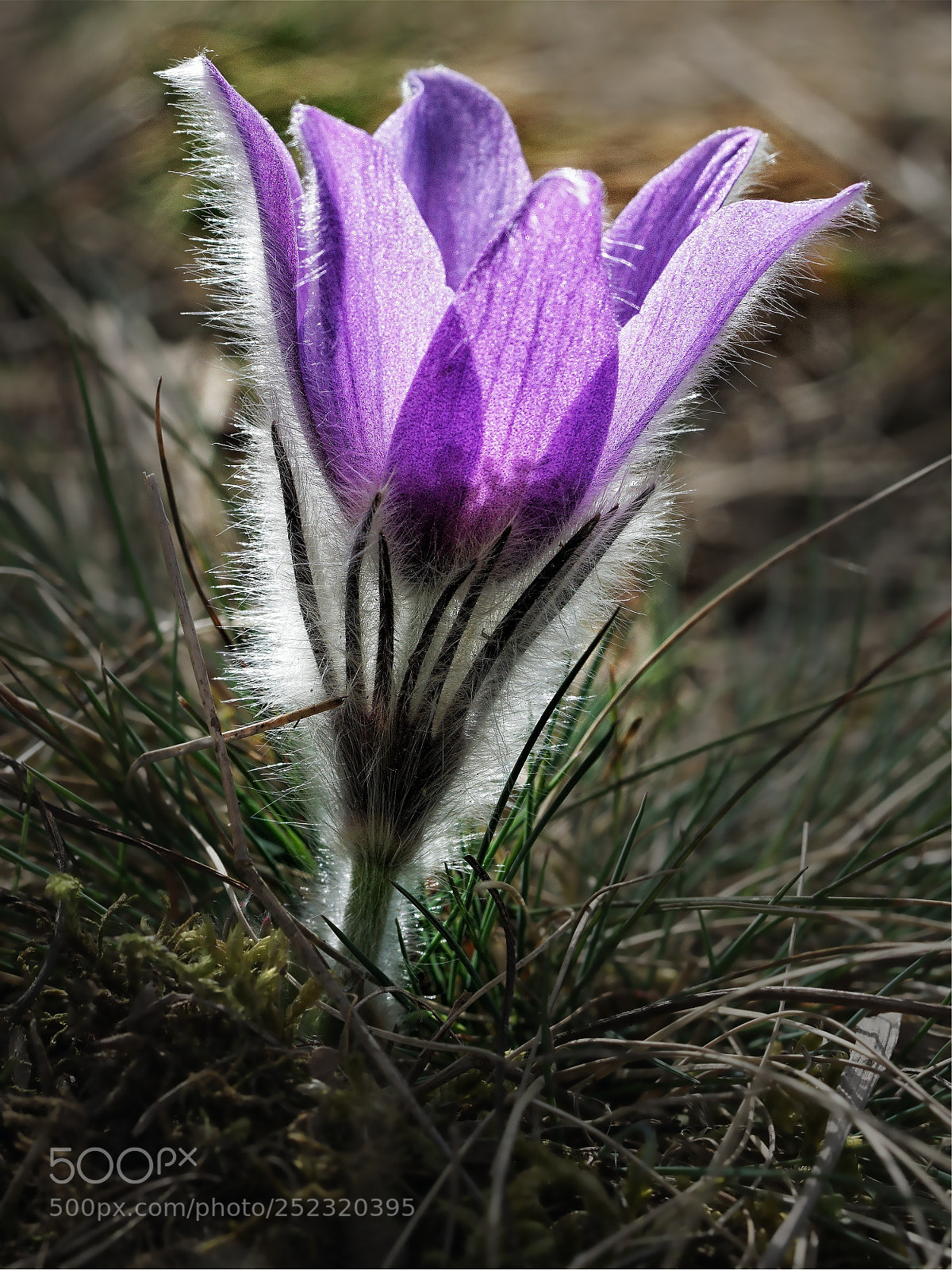 Sony a6000 sample photo. Pulsatilla ii photography