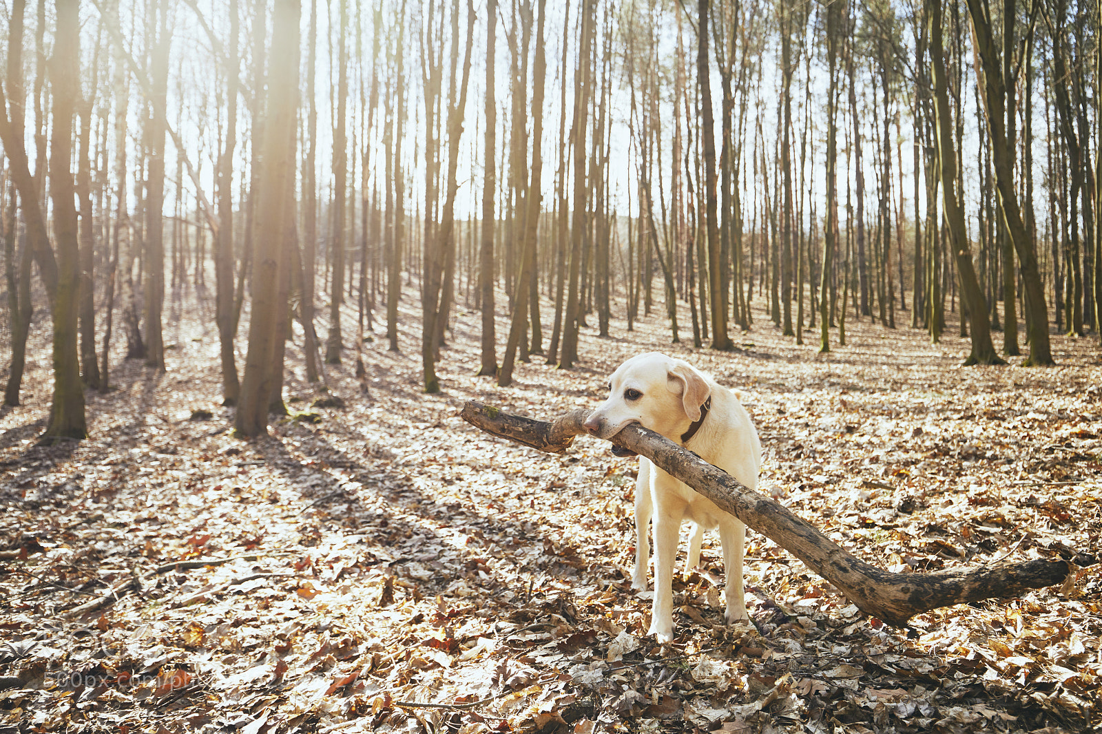 Canon EOS 5D Mark IV sample photo. Playful dog in forest photography