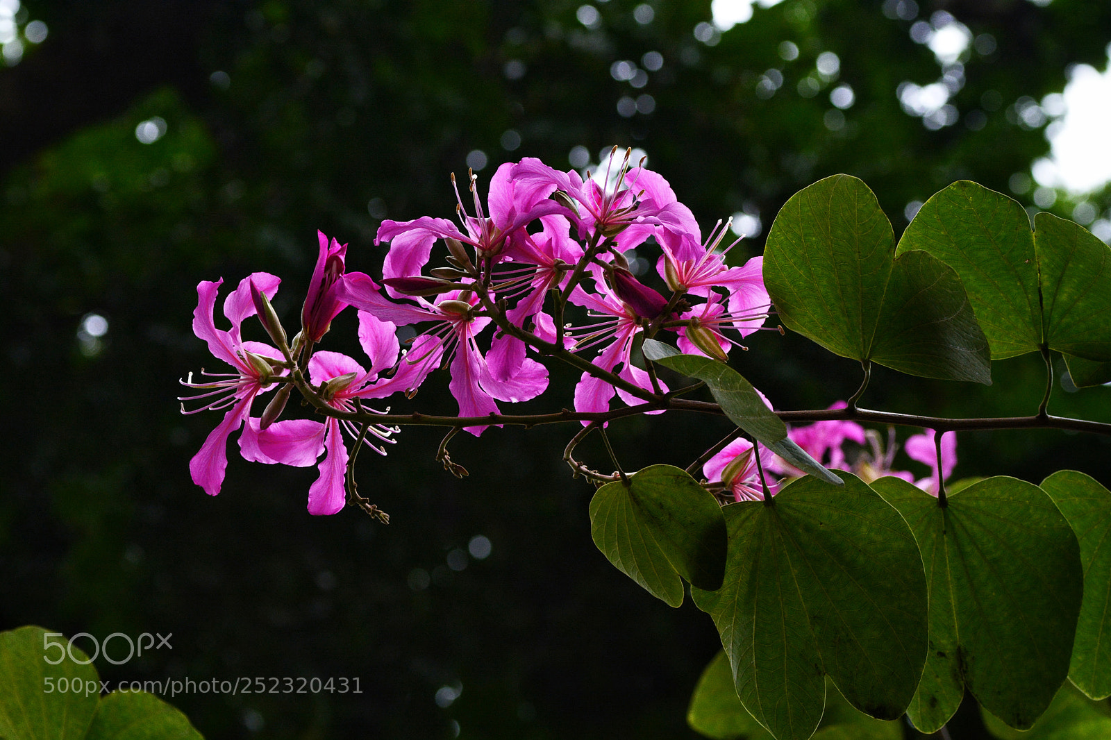 Nikon D7100 sample photo. Untitled photography