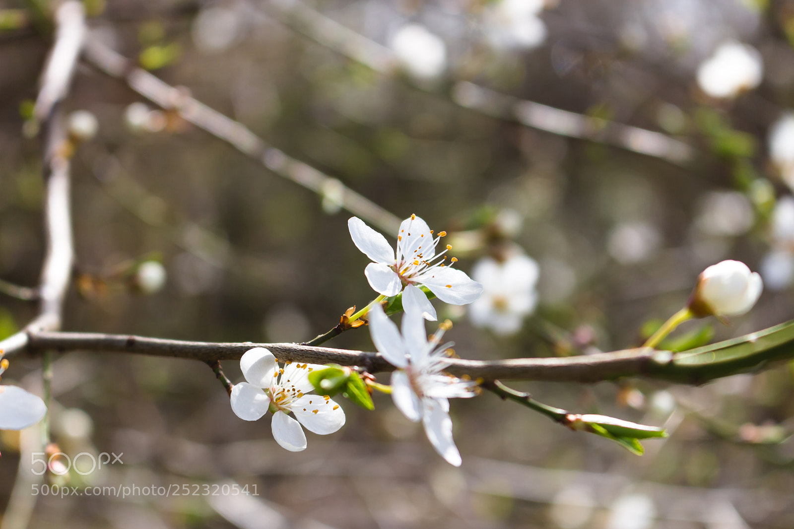 Canon EOS 700D (EOS Rebel T5i / EOS Kiss X7i) sample photo. Spring photography