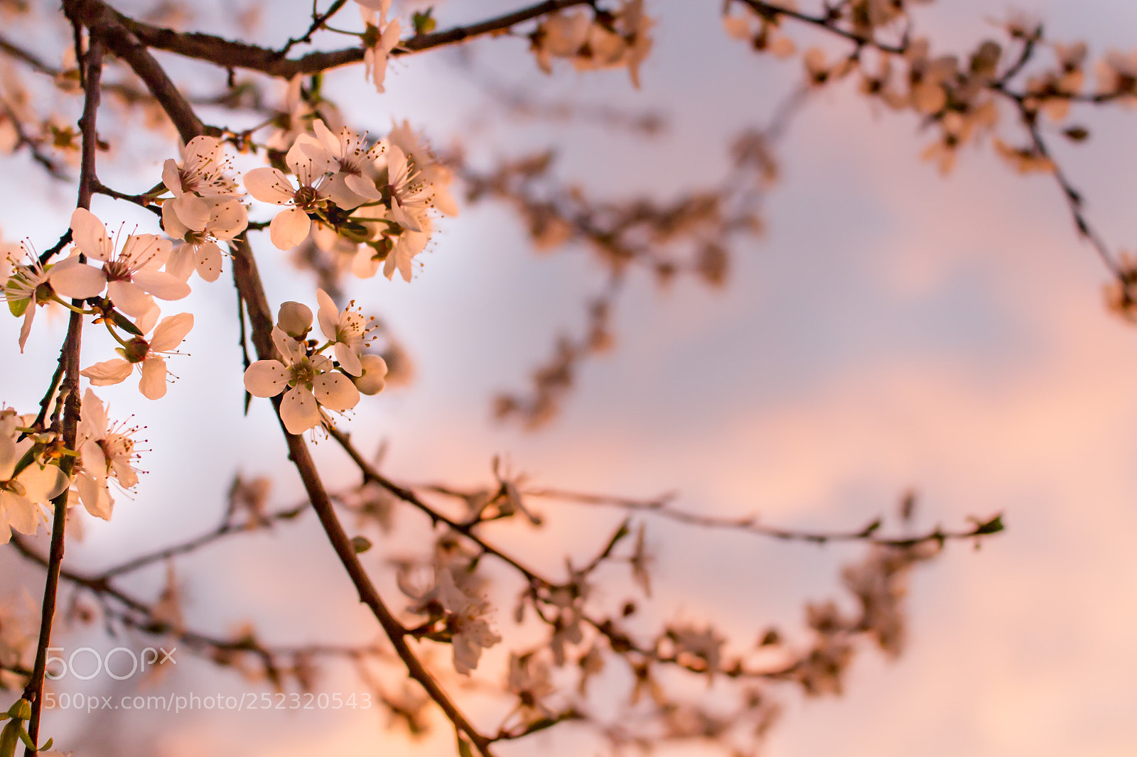 Canon EOS 700D (EOS Rebel T5i / EOS Kiss X7i) sample photo. Spring photography