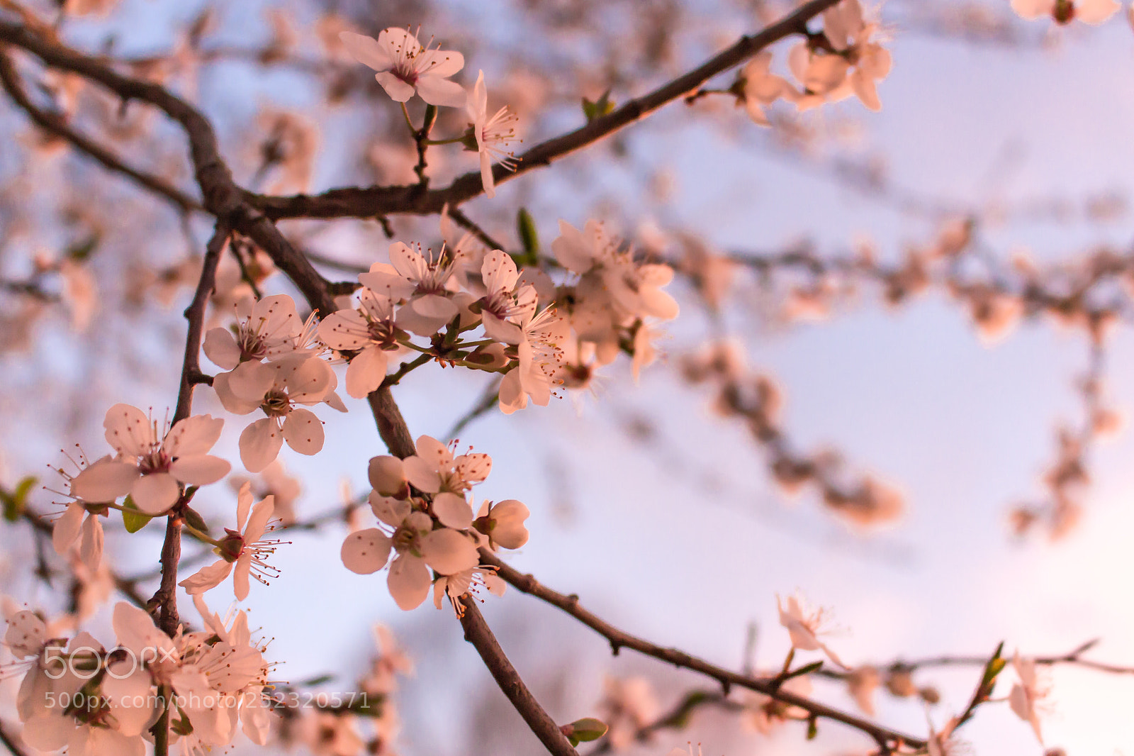 Canon EOS 700D (EOS Rebel T5i / EOS Kiss X7i) sample photo. Spring photography