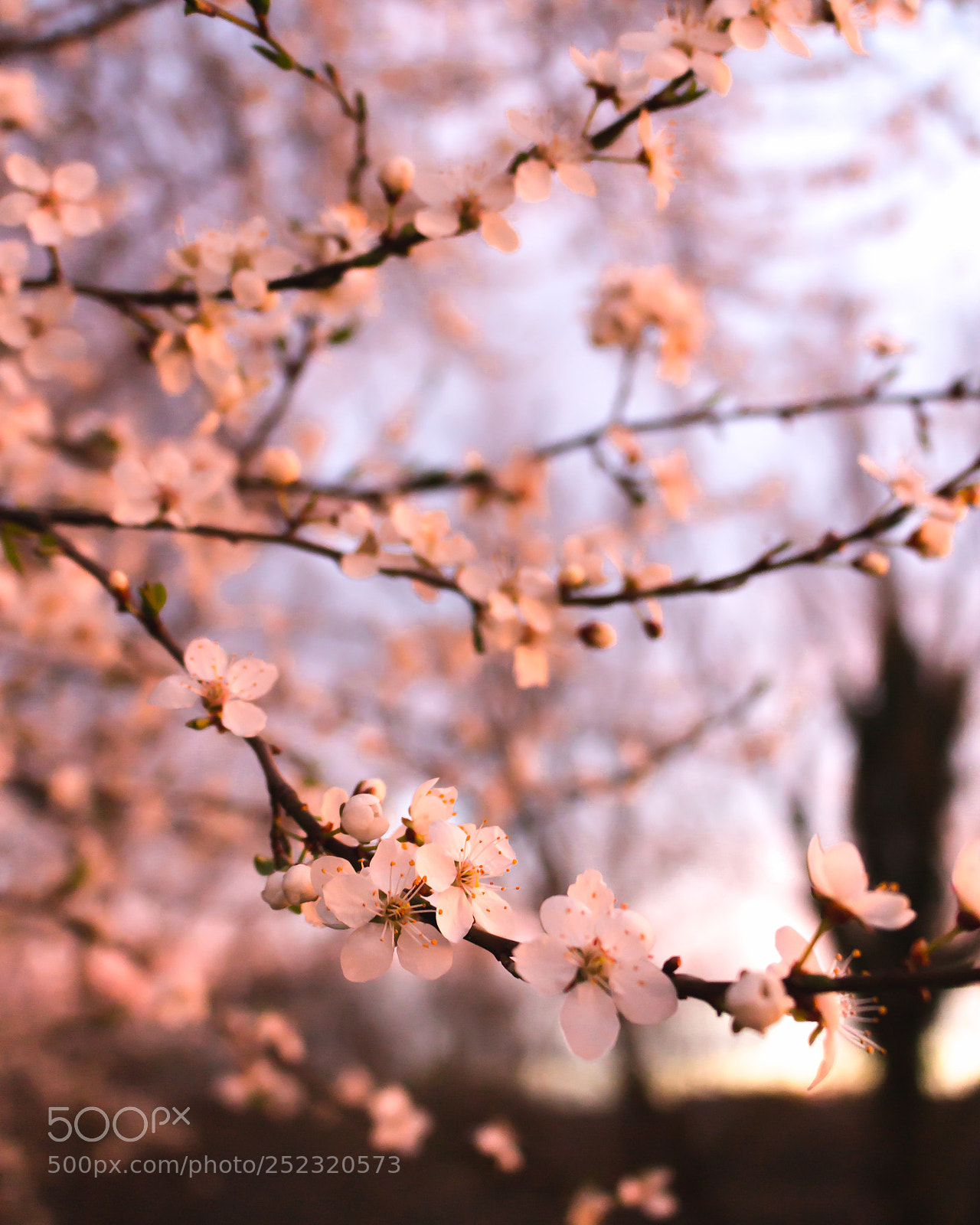 Canon EOS 700D (EOS Rebel T5i / EOS Kiss X7i) sample photo. Spring photography