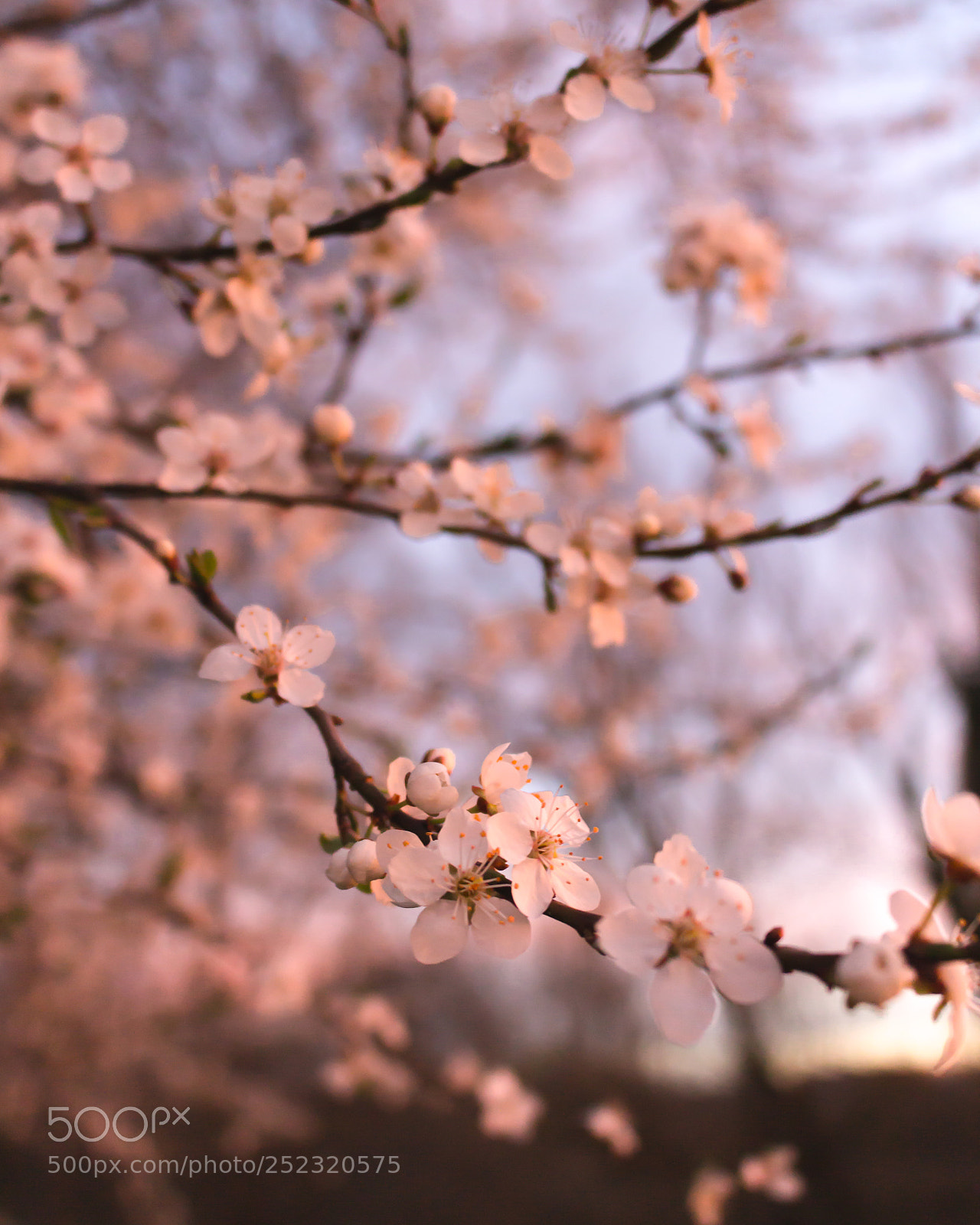 Canon EOS 700D (EOS Rebel T5i / EOS Kiss X7i) sample photo. Spring photography