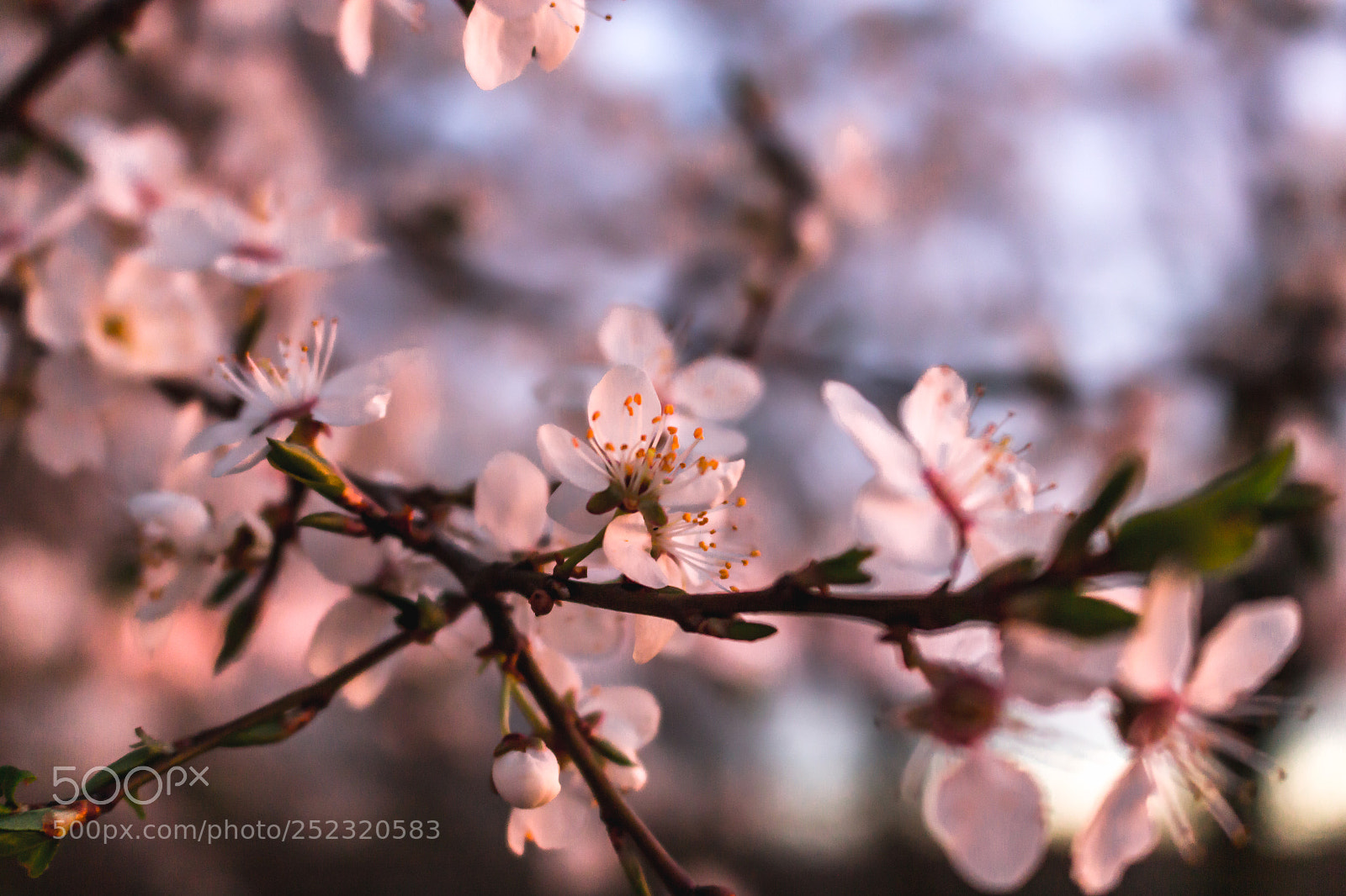 Canon EOS 700D (EOS Rebel T5i / EOS Kiss X7i) sample photo. Spring flowers photography