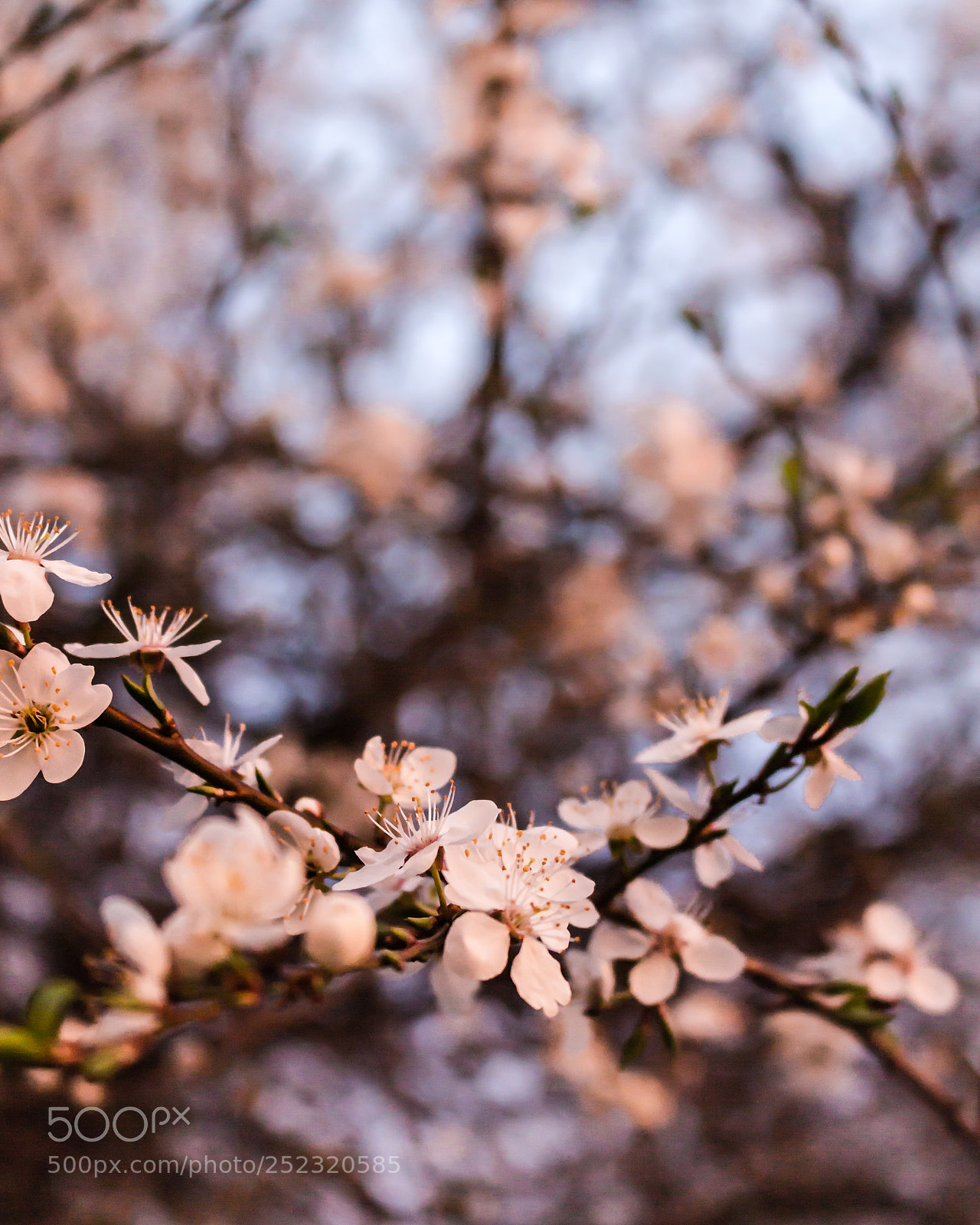 Canon EOS 700D (EOS Rebel T5i / EOS Kiss X7i) sample photo. Spring photography