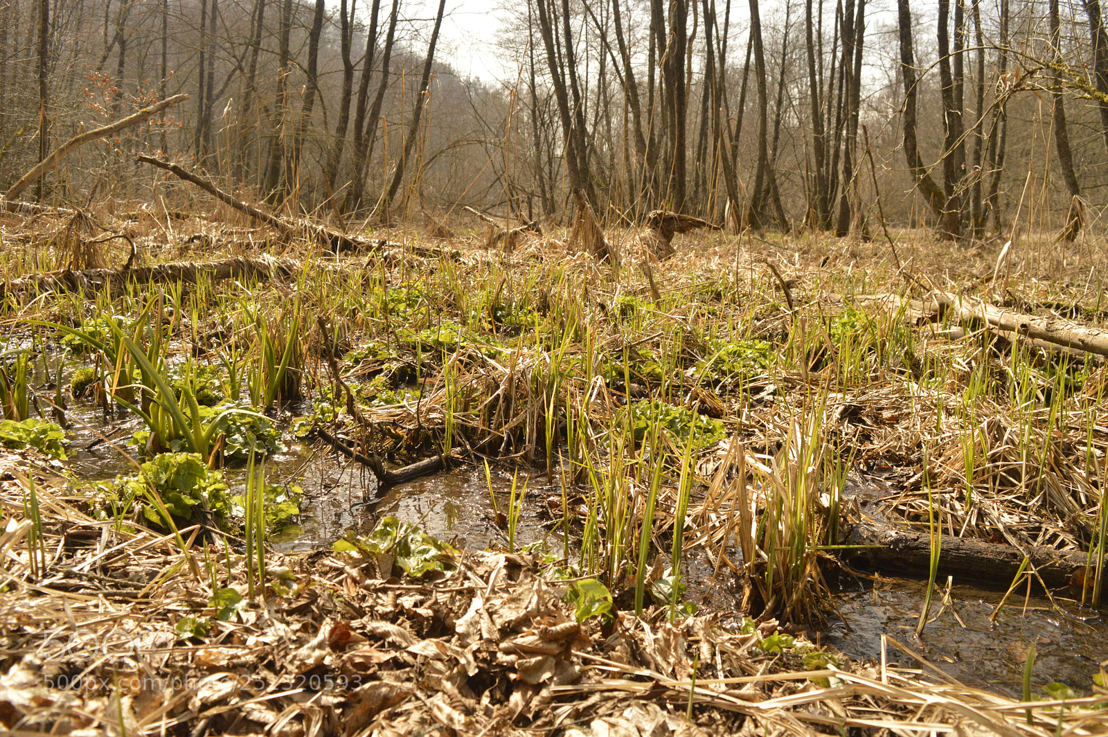 Nikon D3200 sample photo. River in a swamp photography