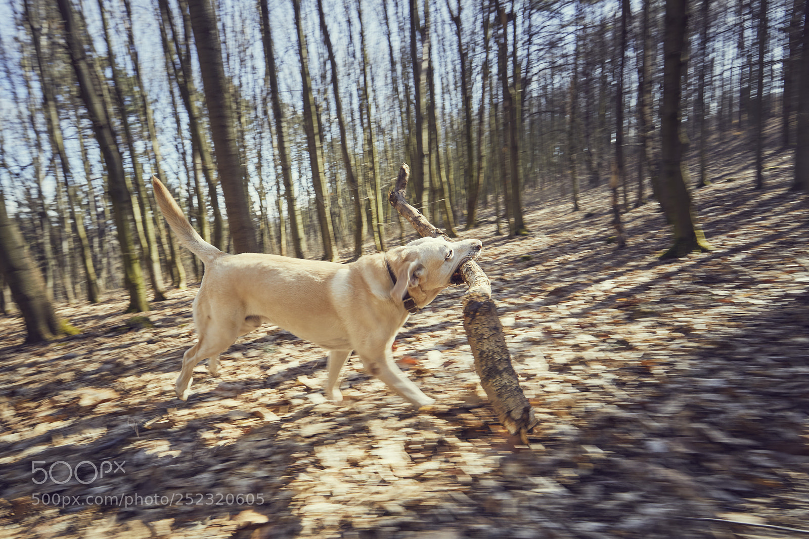 Canon EOS 5D Mark IV sample photo. Dog with stick photography