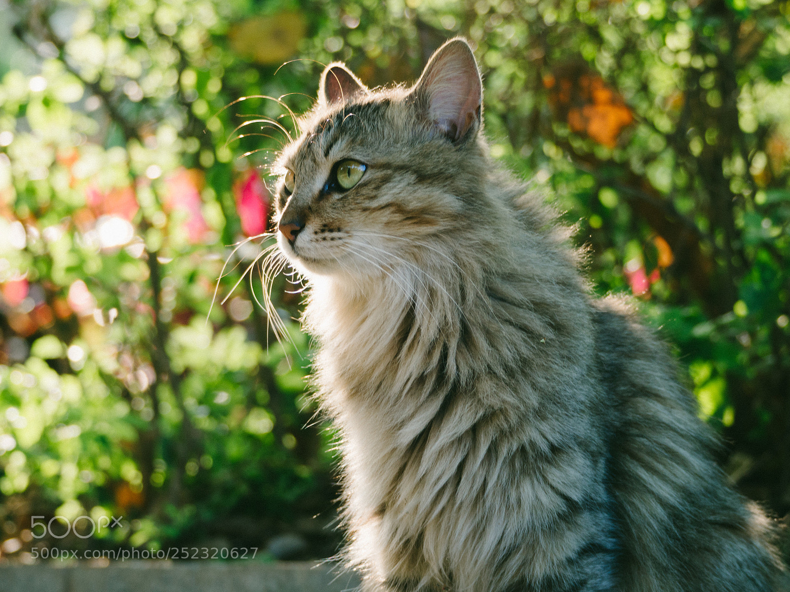 Olympus OM-D E-M10 sample photo. Cat photography