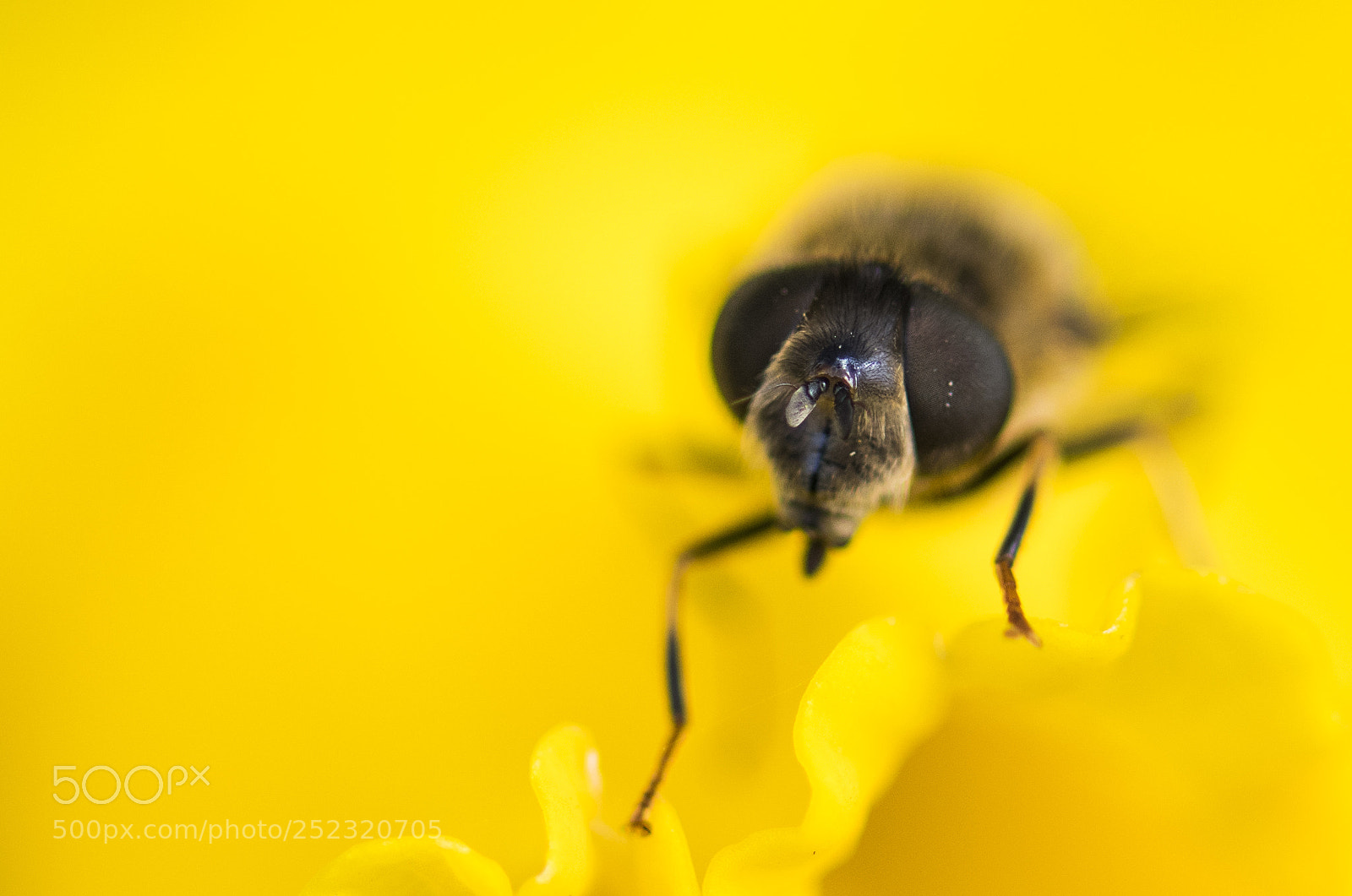 Nikon D850 sample photo. Close-up yellow photography