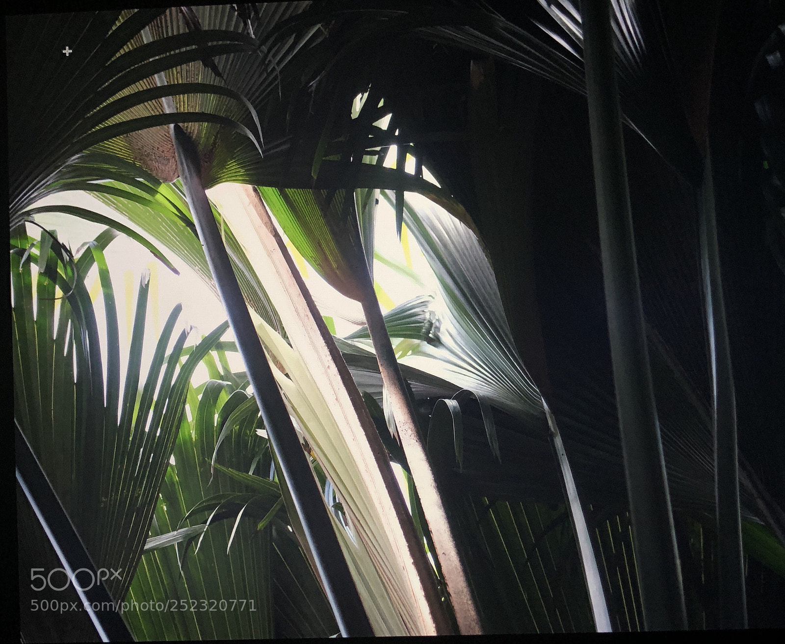 Apple iPhone X sample photo. Coco de mer coco photography