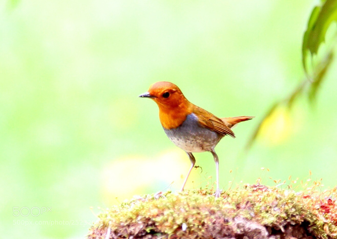 Canon EOS-1D X sample photo. こまどり japanese robin photography