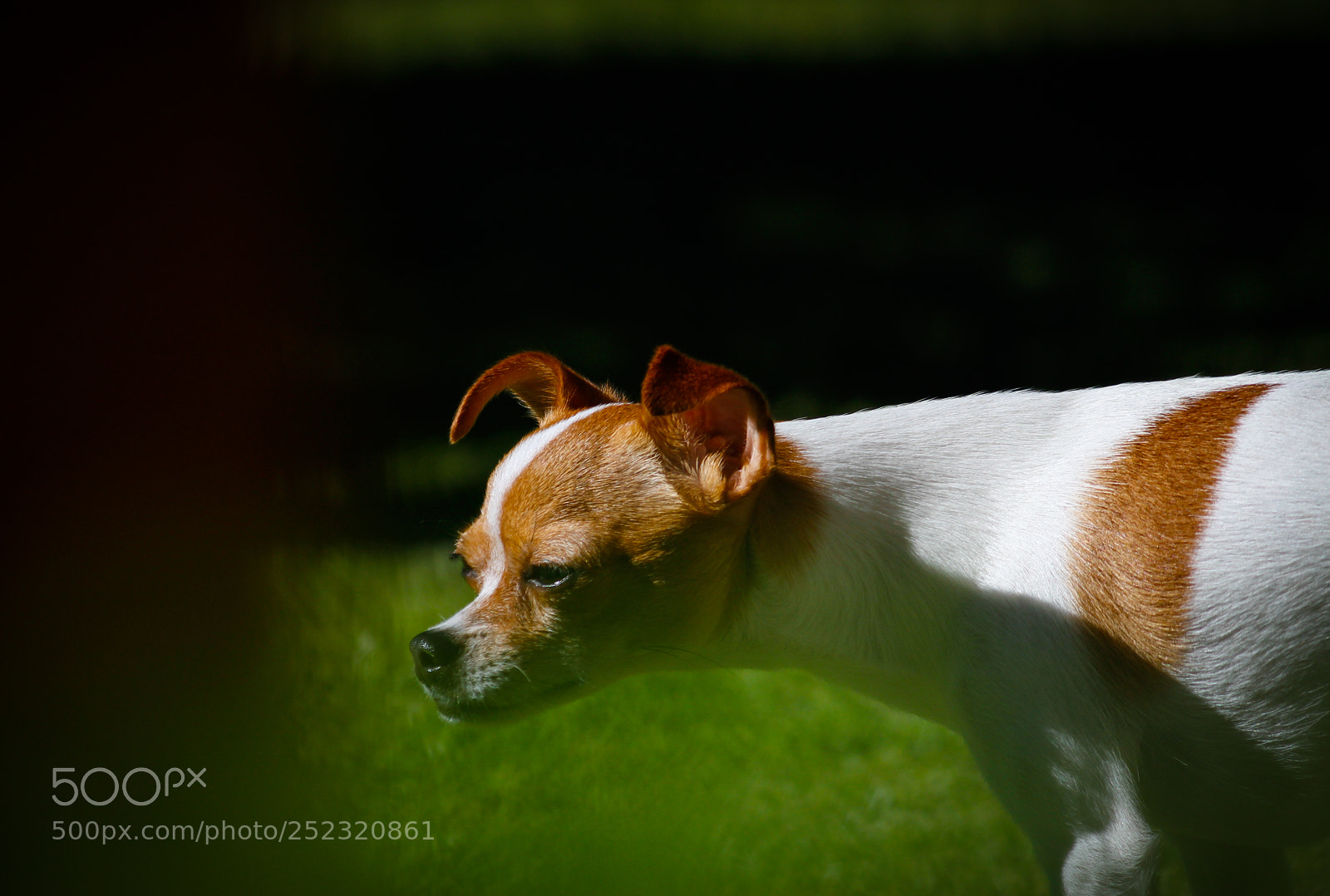Canon EOS 1200D (EOS Rebel T5 / EOS Kiss X70 / EOS Hi) sample photo. Dog photography