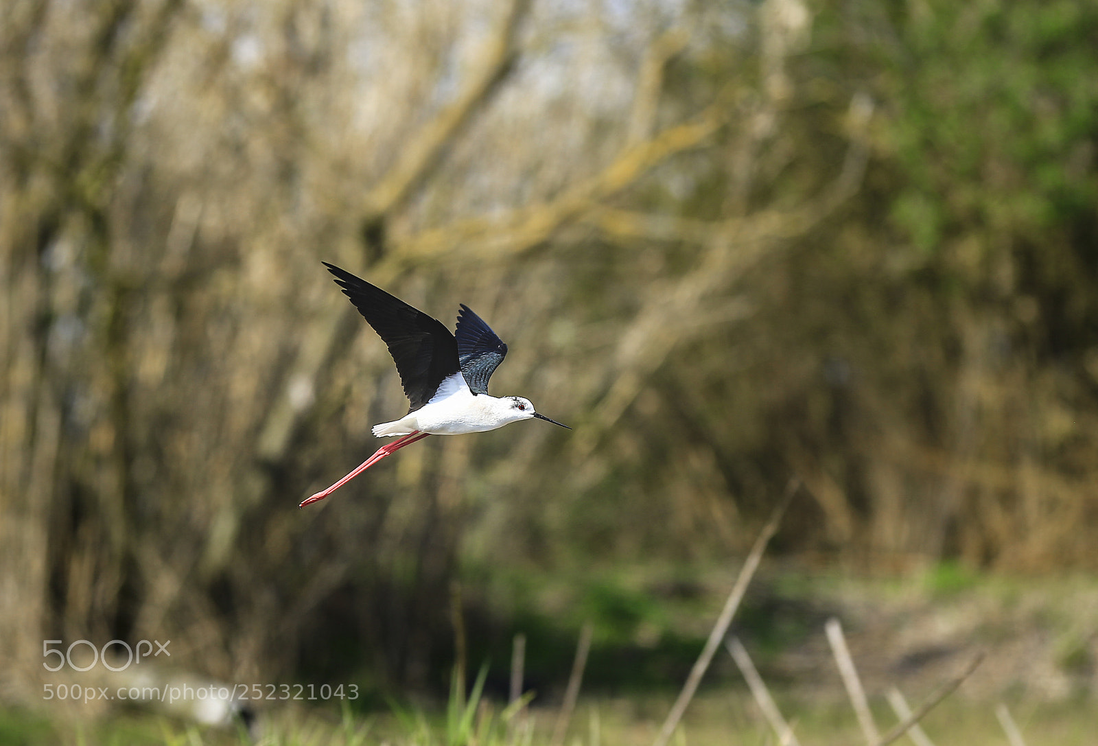 Canon EOS 7D Mark II sample photo. Flying photography