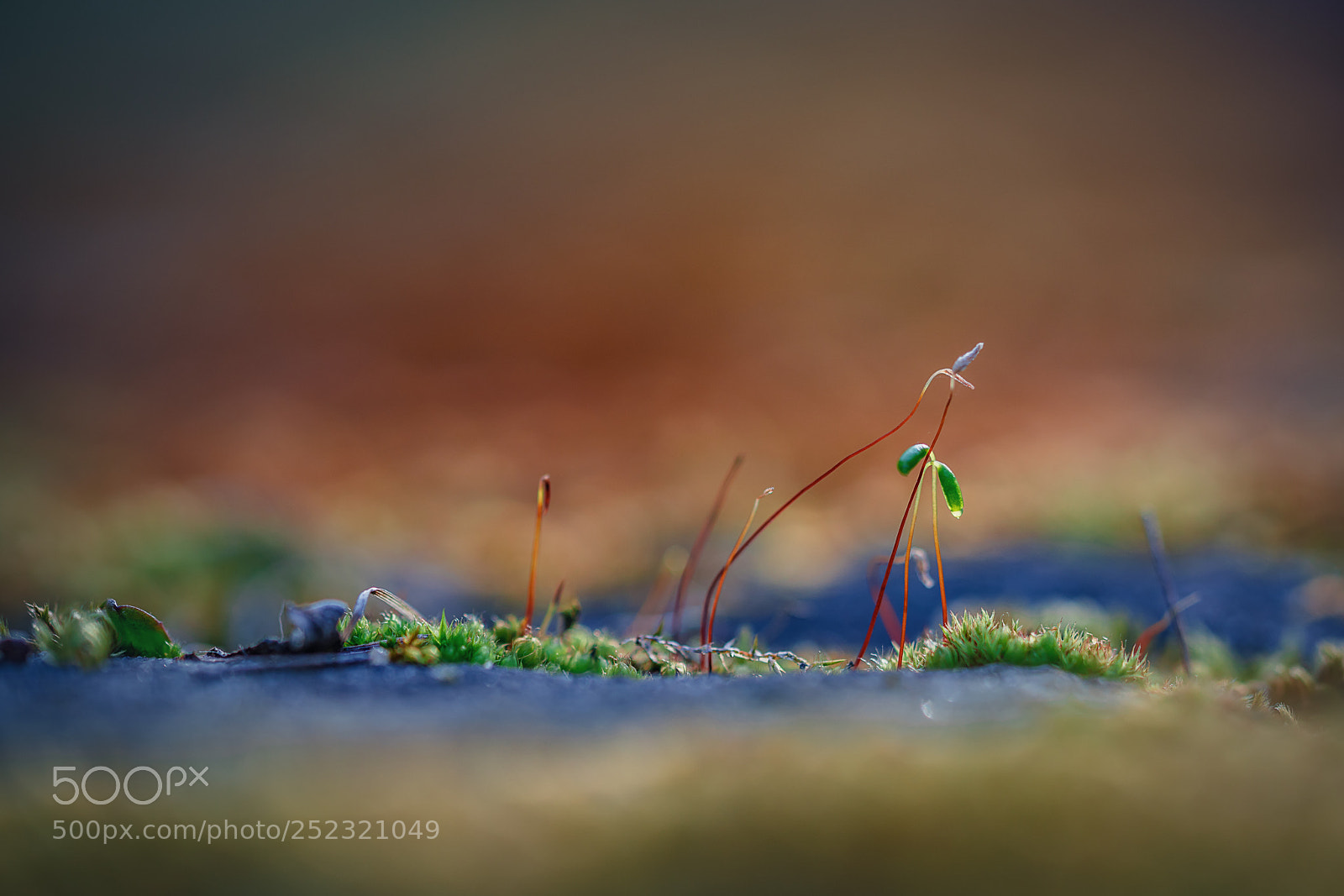 Sony a7R II sample photo. Macro moos photography