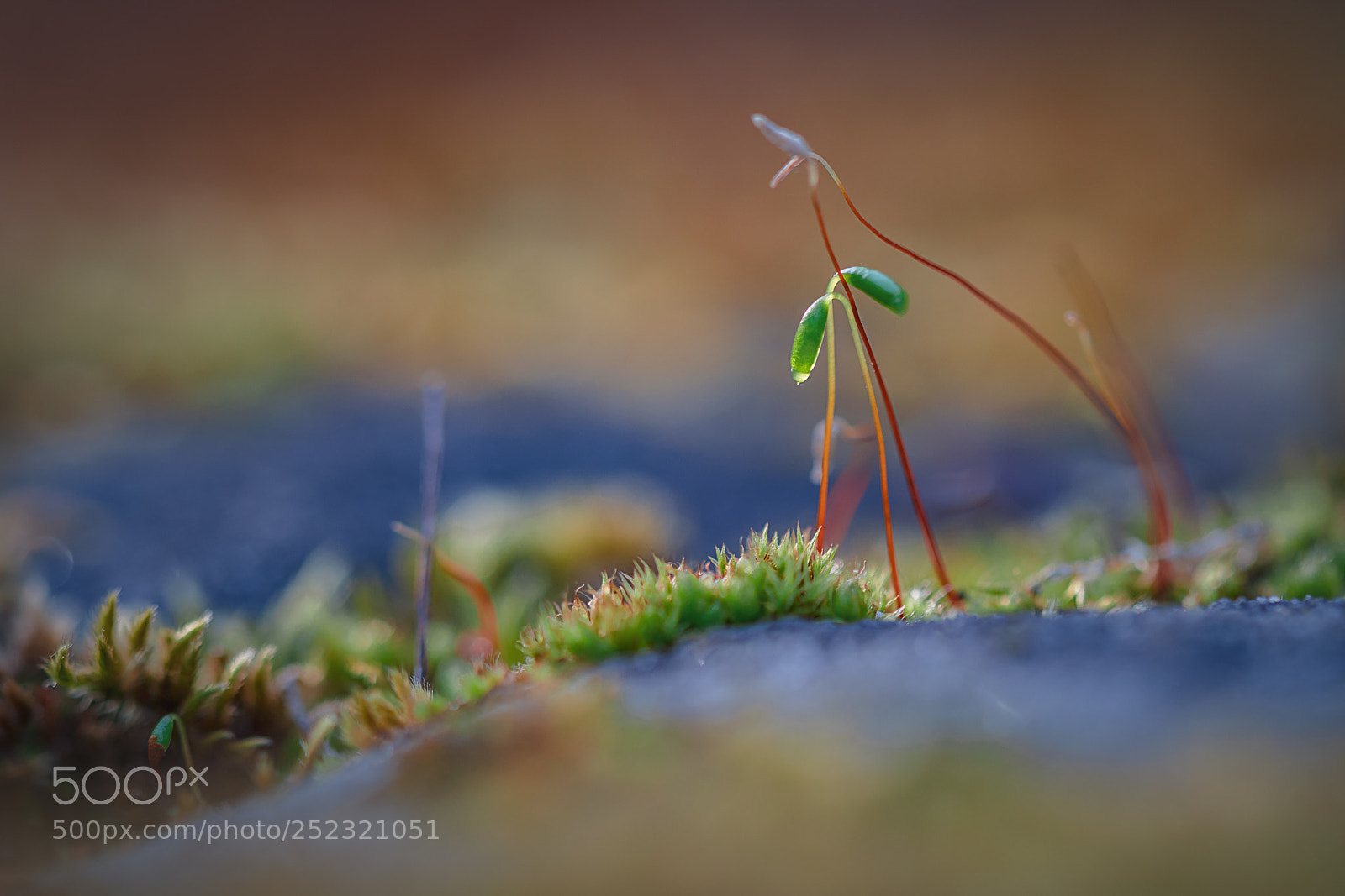 Sony a7R II sample photo. Macro moos photography