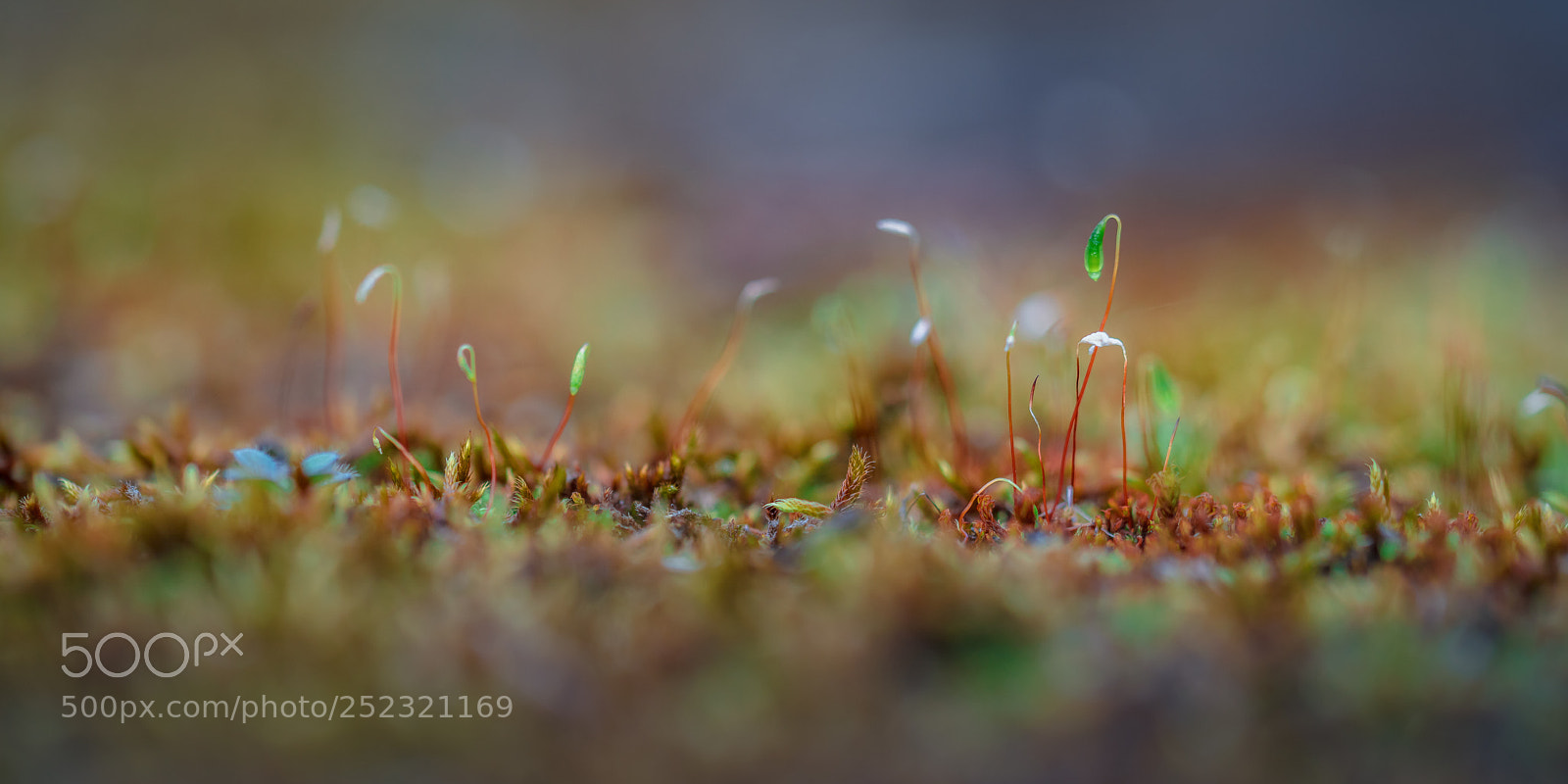 Sony a7R II sample photo. Macro moos photography