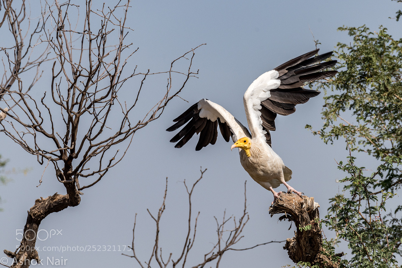 Nikon D810 sample photo. An egyptian vulture takes photography