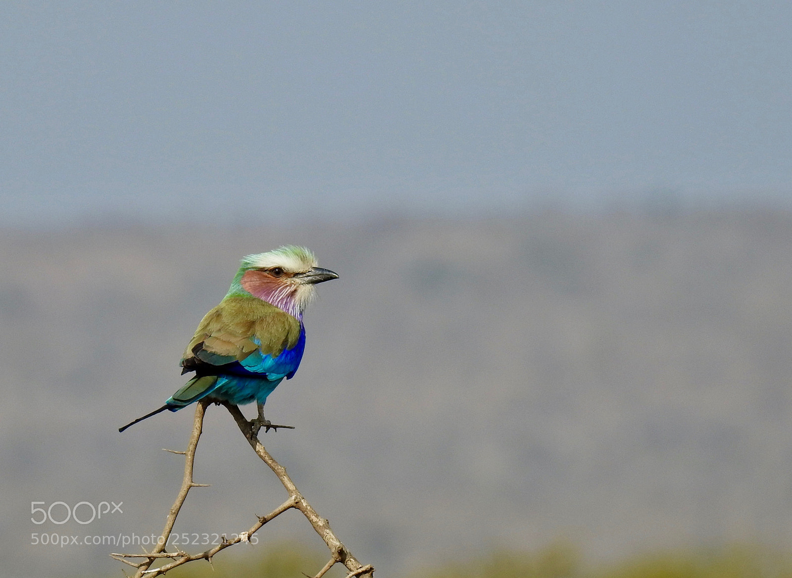 Nikon Coolpix P900 sample photo. Lilac breasted roller photography