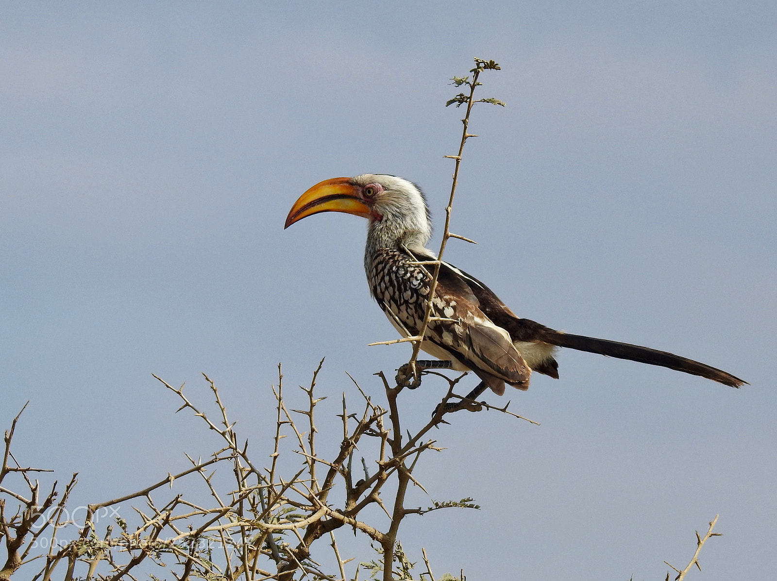 Nikon Coolpix P900 sample photo. Zazu in real world photography
