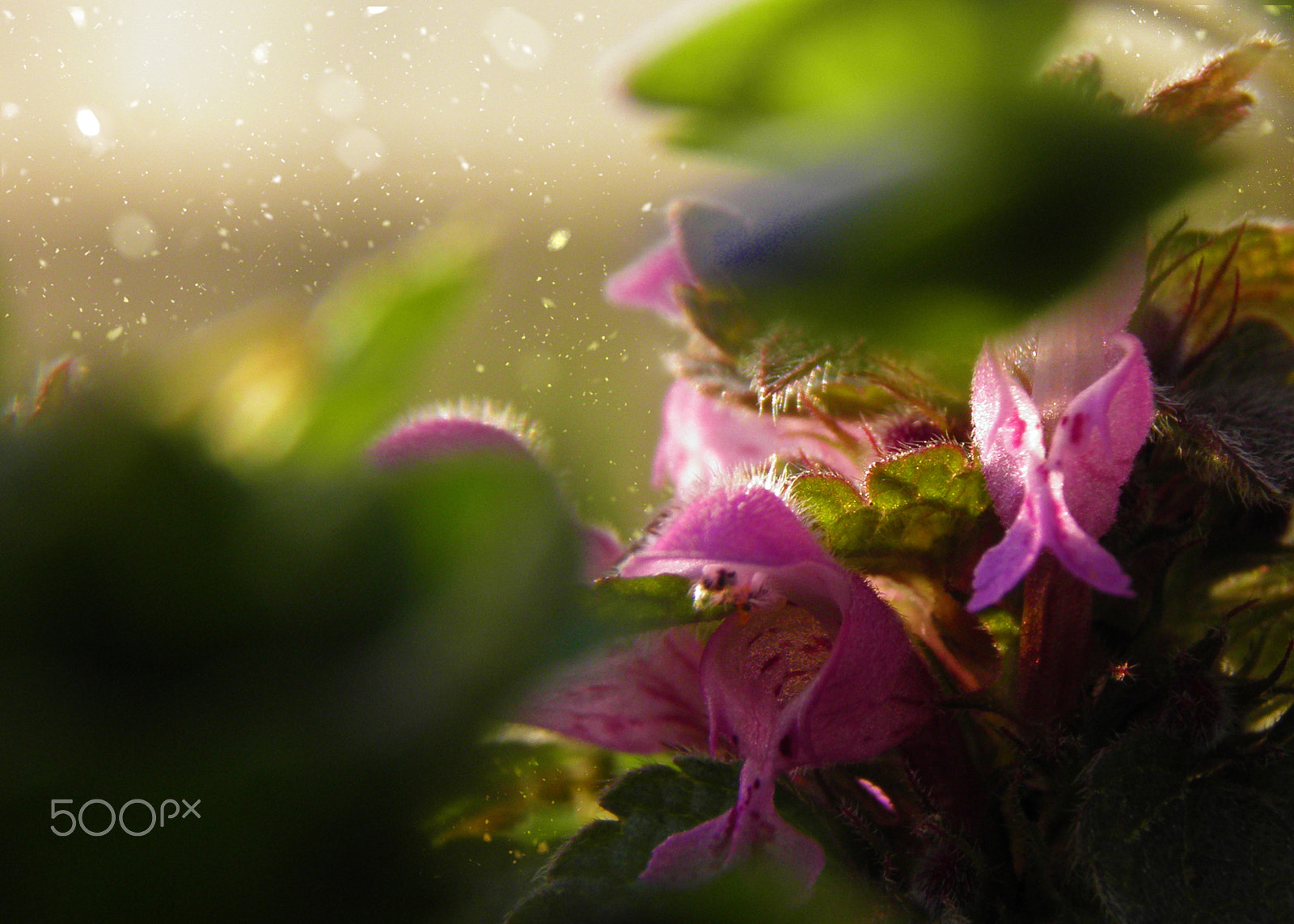 Olympus SP800UZ sample photo. Pink wild flowers photography