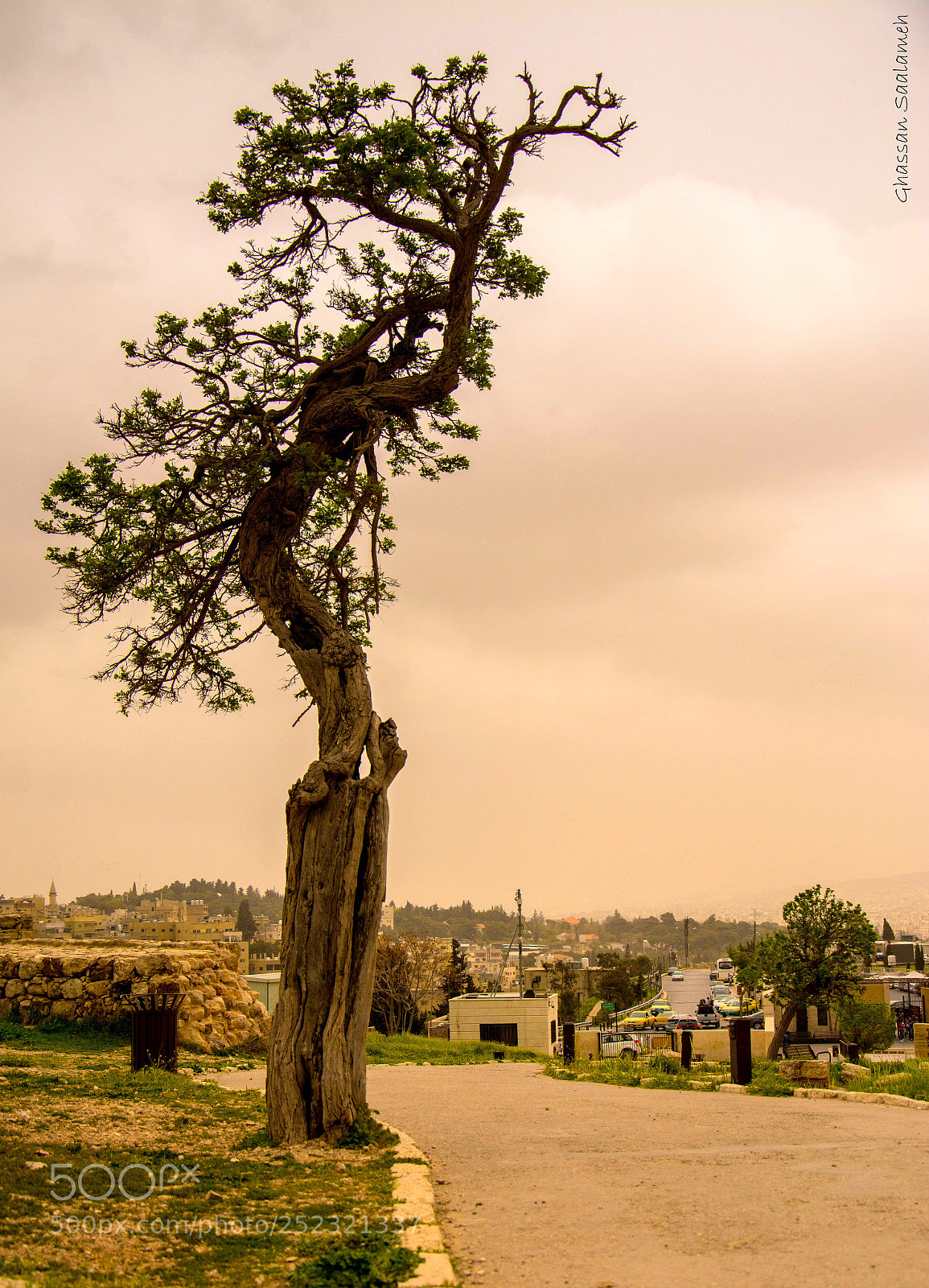 Nikon D7100 sample photo. Beautiful tree photography