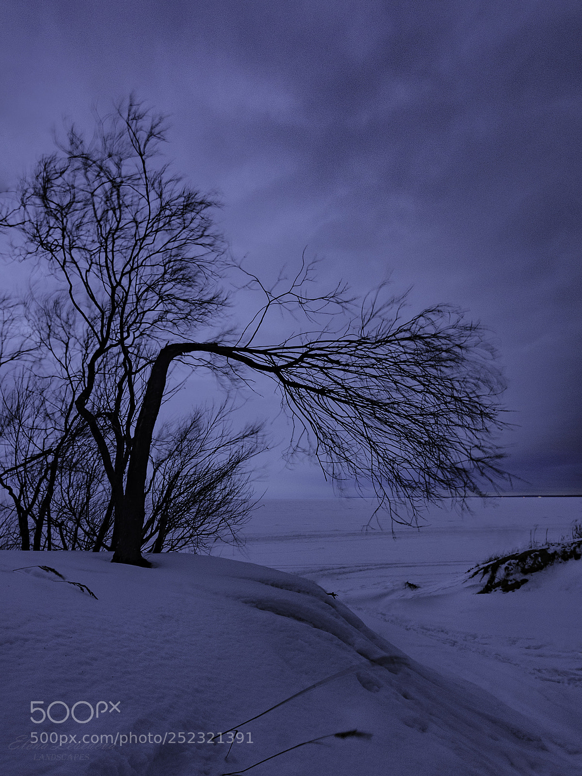 Nikon D7000 sample photo. Bowed to the wind photography