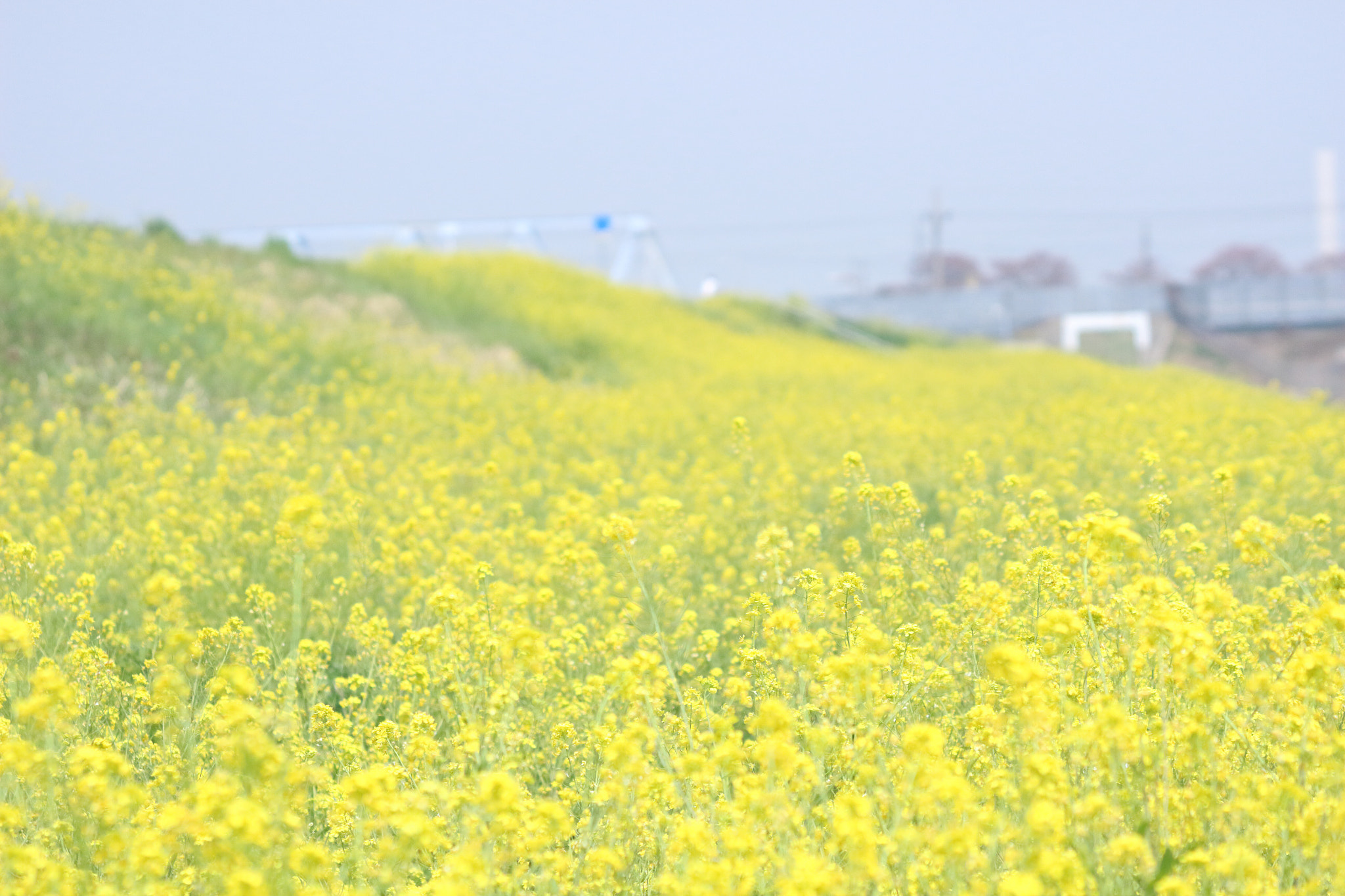 Canon EOS 100D (EOS Rebel SL1 / EOS Kiss X7) sample photo. Flower blooming in the river. photography