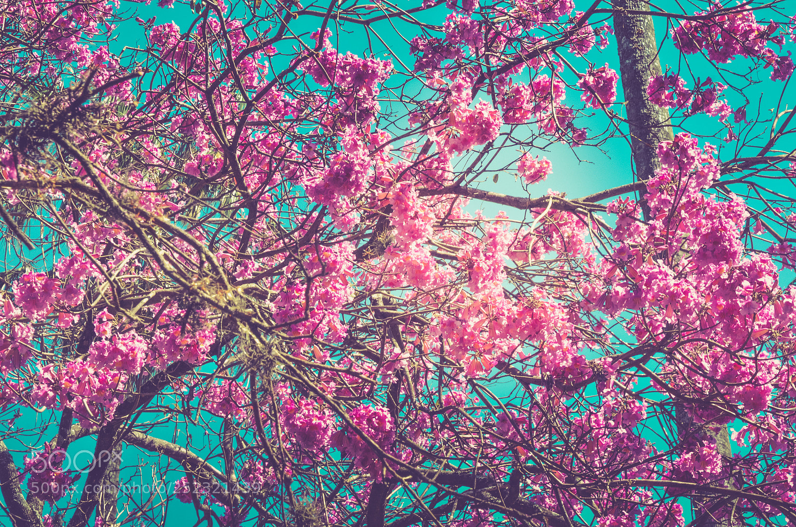 Nikon D7000 sample photo. Pink flowers photography