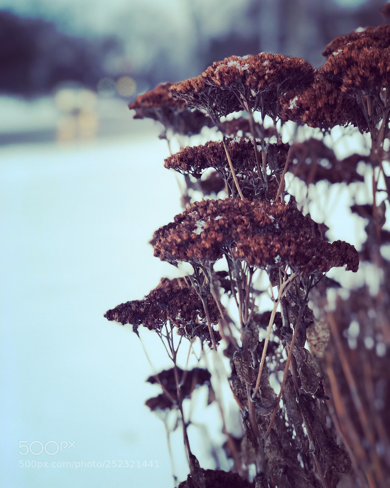 Apple iPhone X sample photo. Winter blossom  photography