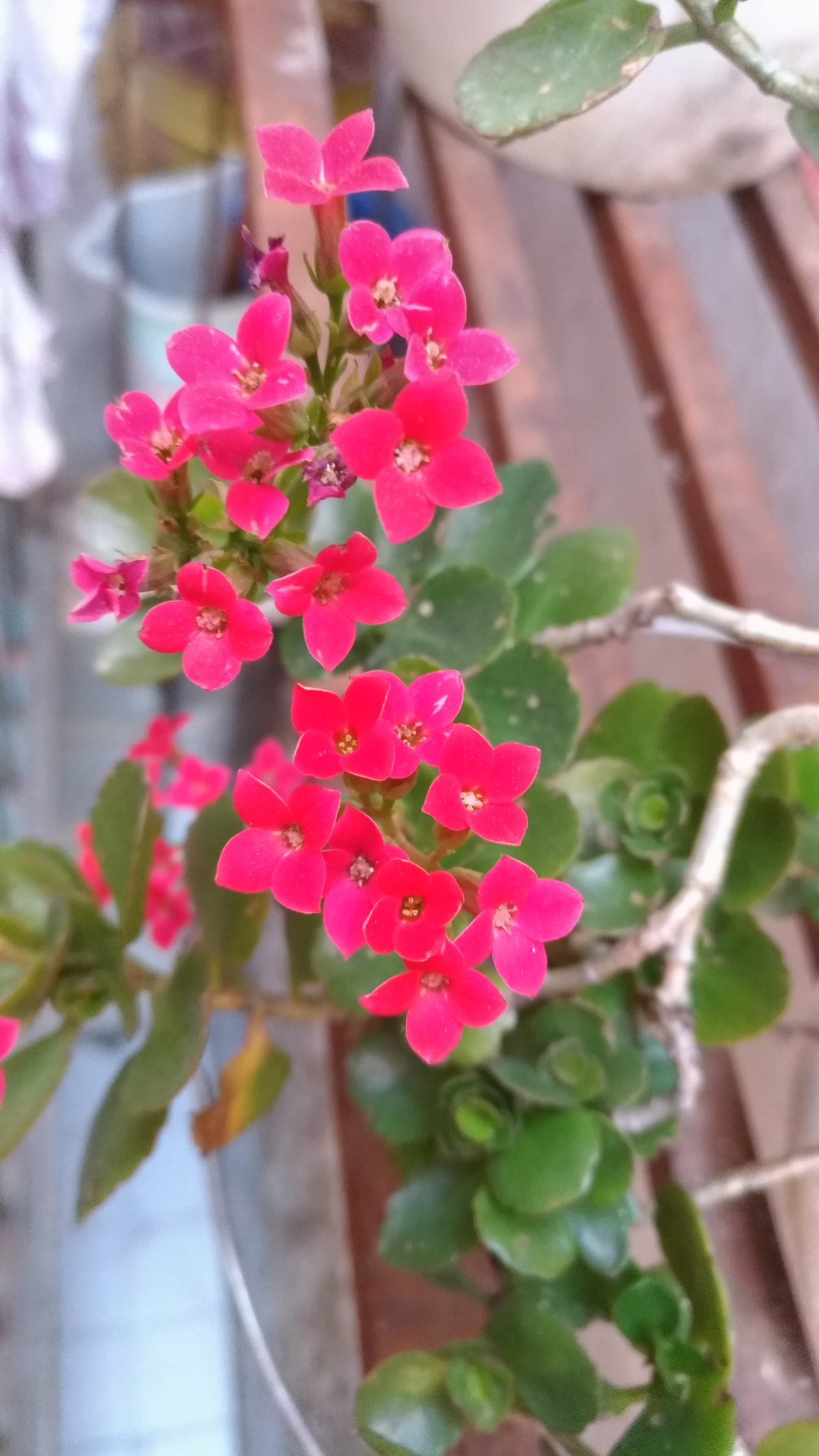 ASUS ZenFone 3 (ZE552KL) sample photo