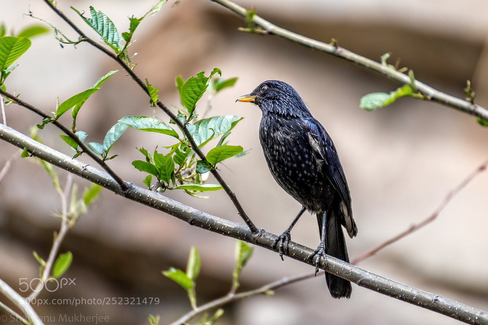 Canon EOS 70D sample photo. Blue whistling thrush photography