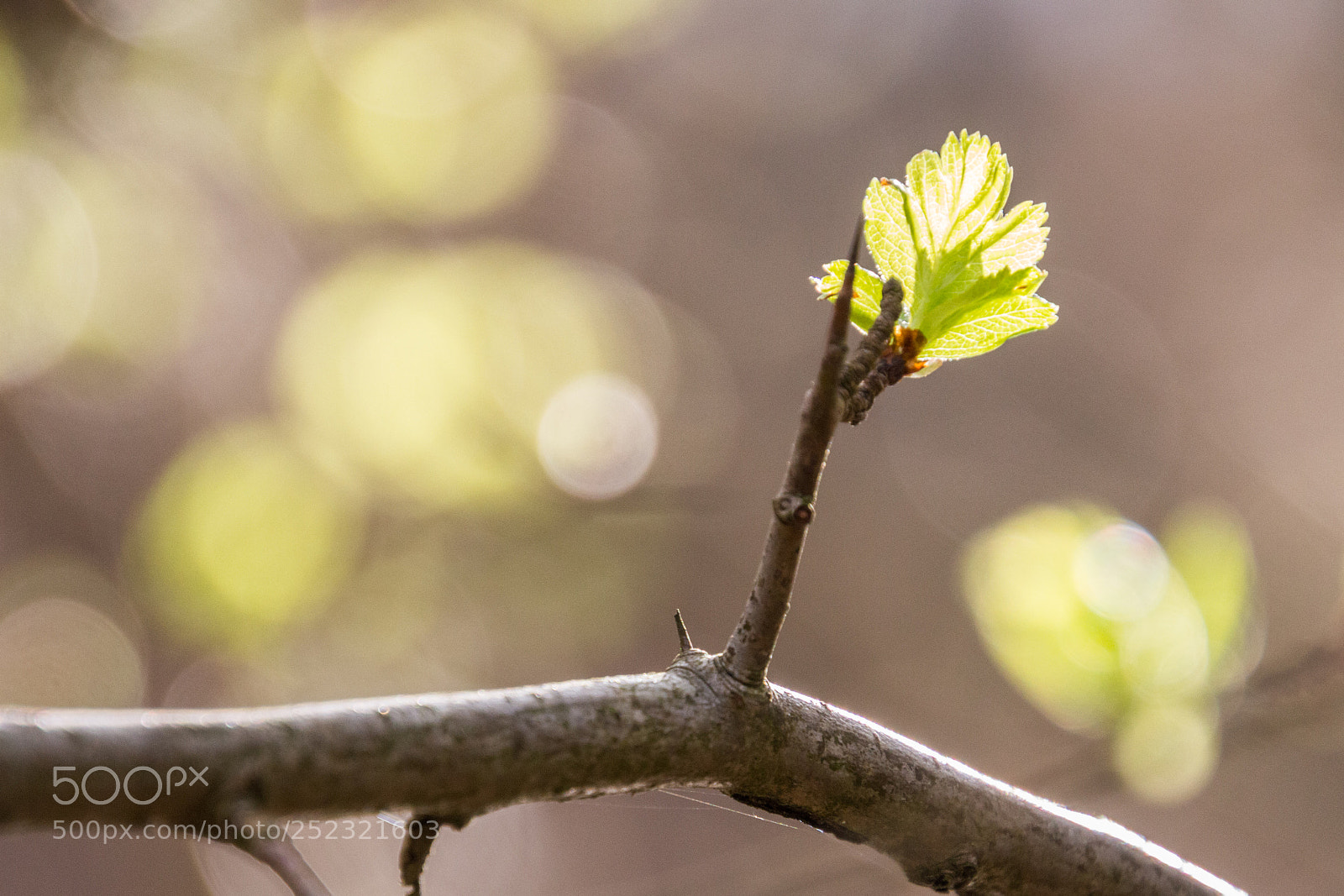 Canon EOS 700D (EOS Rebel T5i / EOS Kiss X7i) sample photo. Spring photography