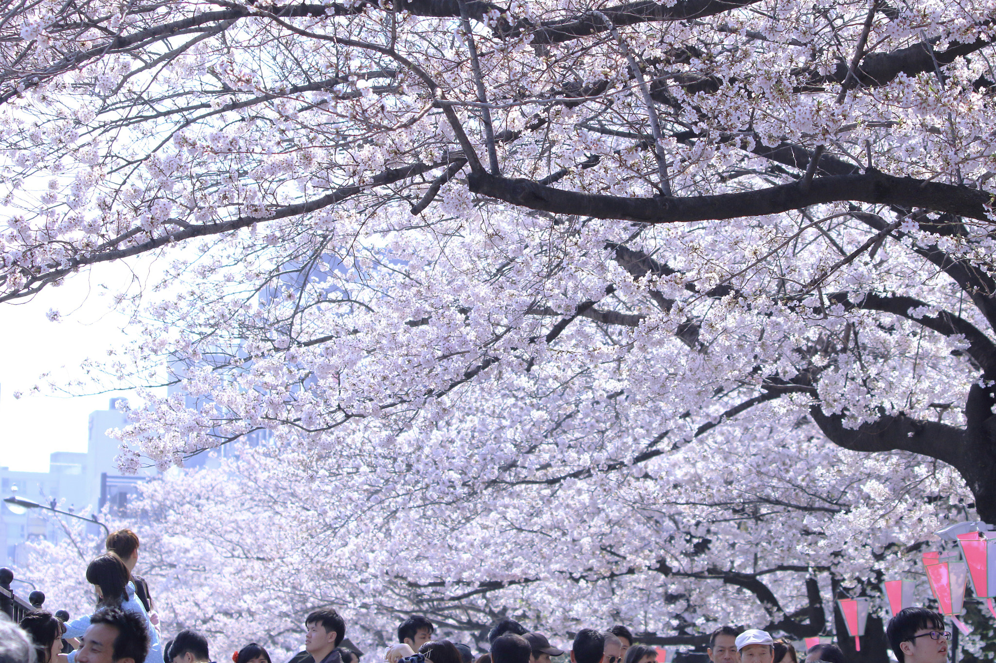 Canon EOS 100D (EOS Rebel SL1 / EOS Kiss X7) sample photo. Spring in japan photography