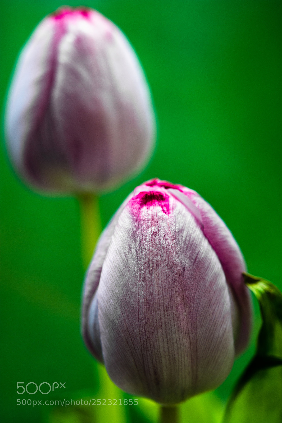 Nikon D7100 sample photo. Tulip photography