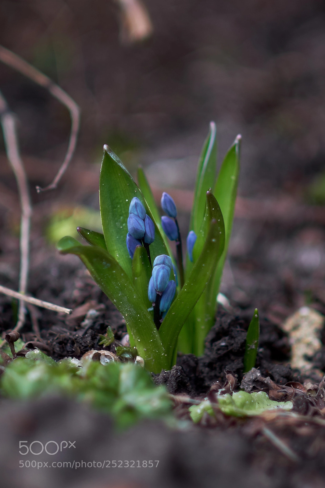 Fujifilm X-T2 sample photo. First colors of spring photography
