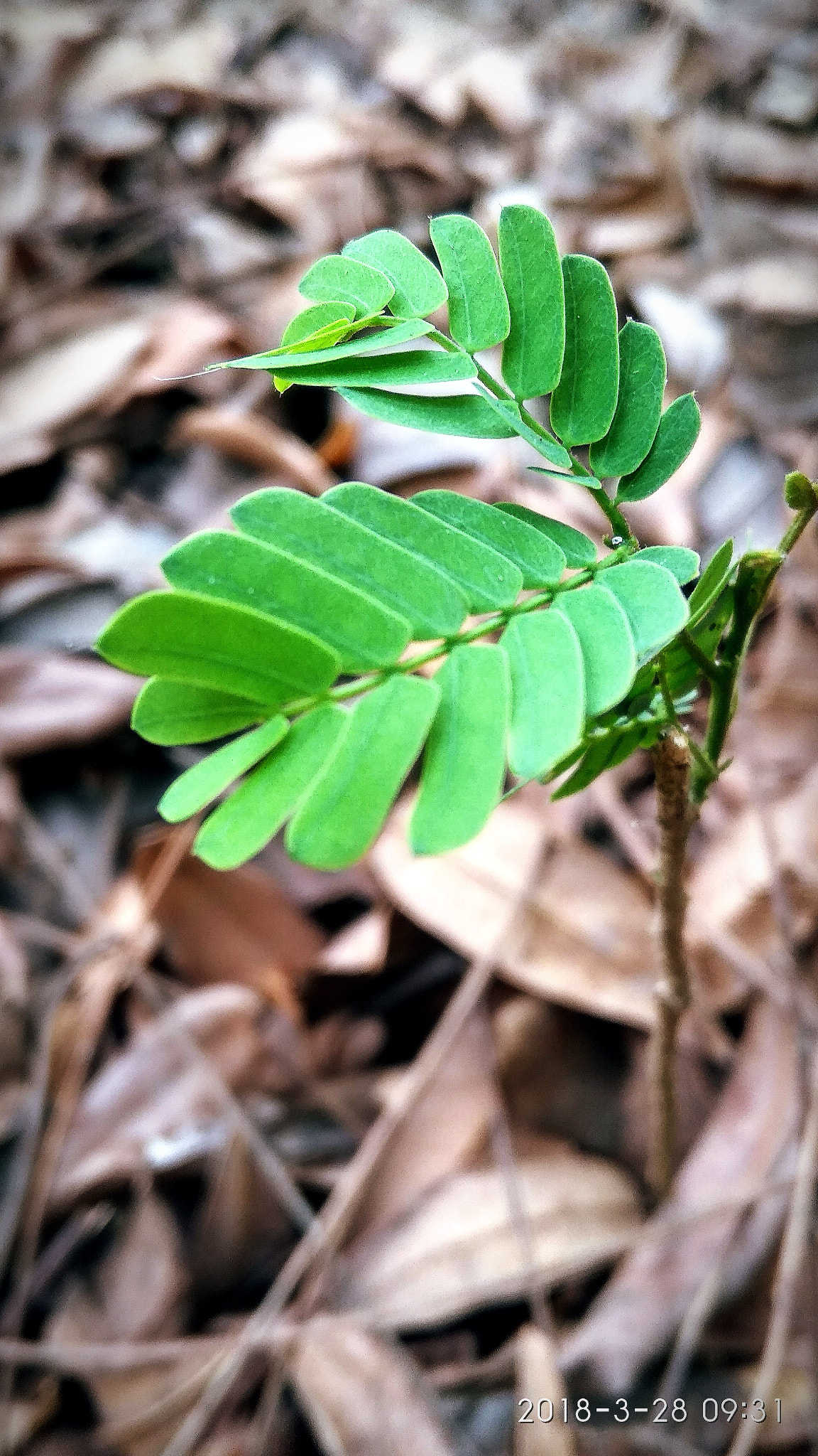 Xiaomi Redmi 5A sample photo