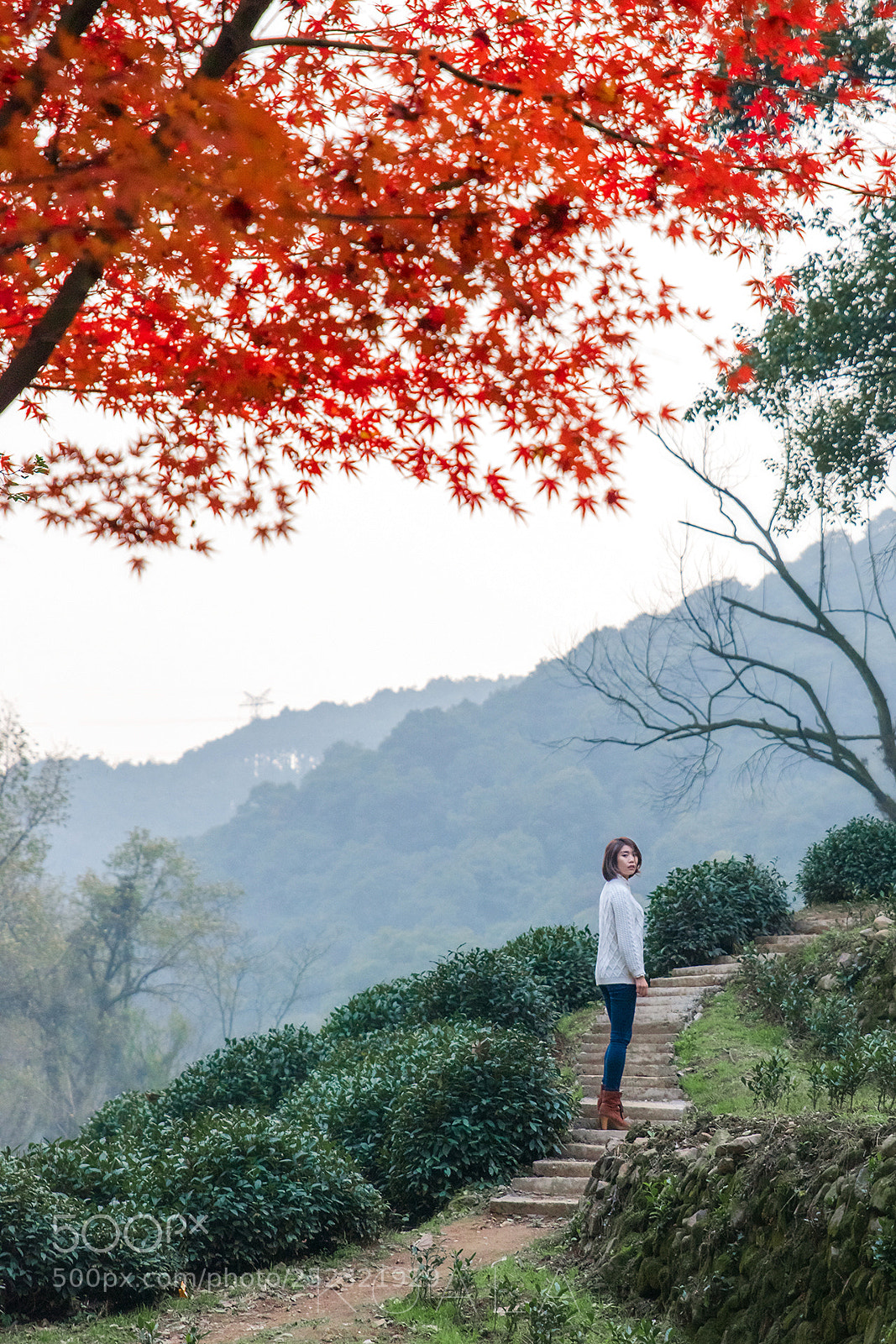 Nikon D810 sample photo. 枫叶 photography