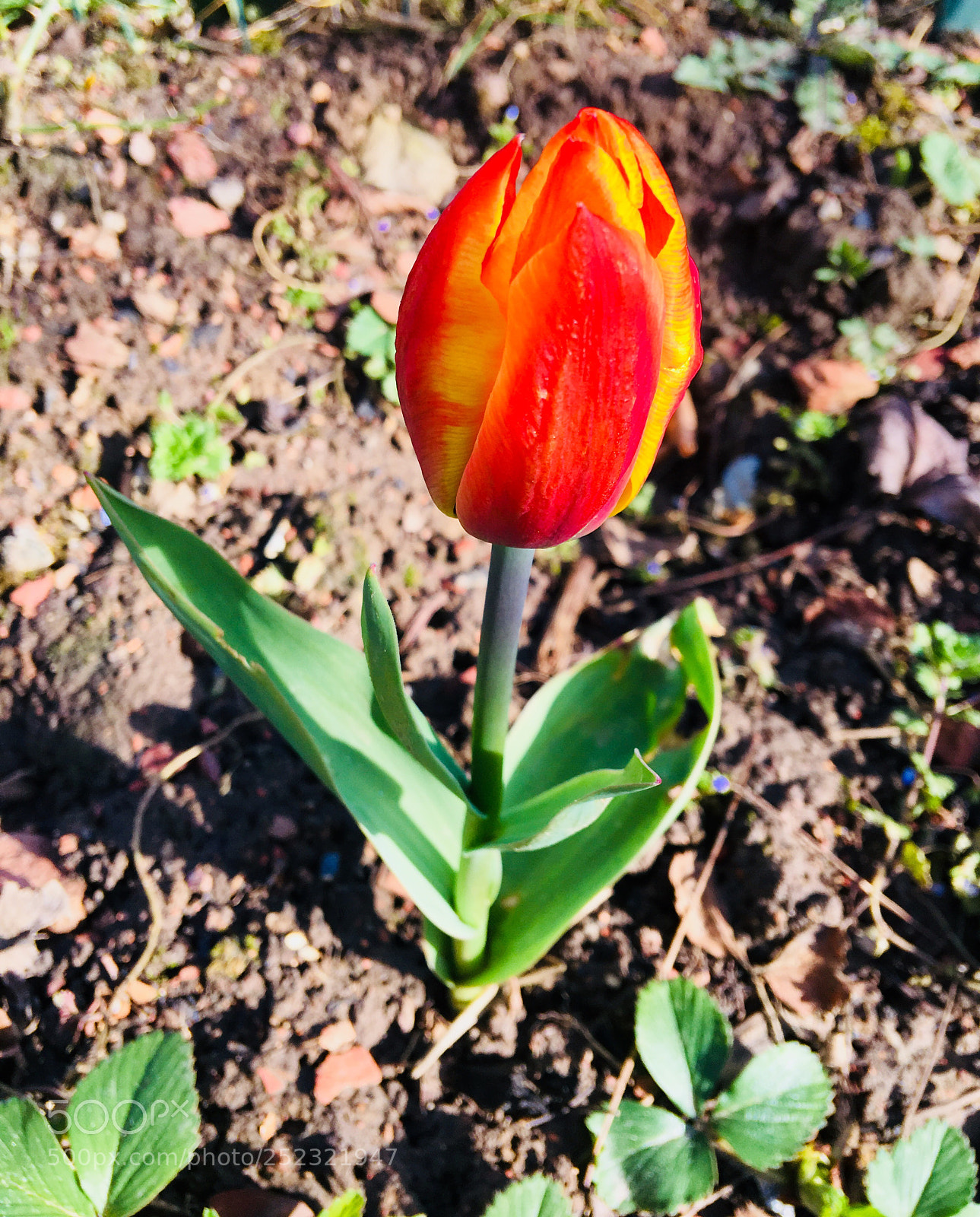 Apple iPhone 6s Plus sample photo. Untitled photography