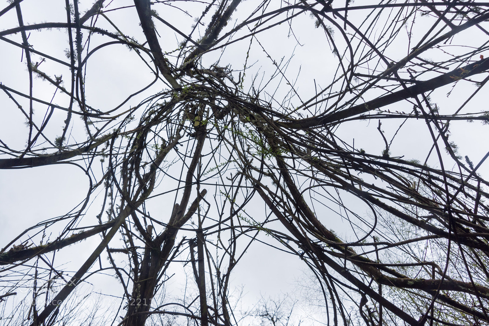 Nikon D7200 sample photo. Eco dome photography