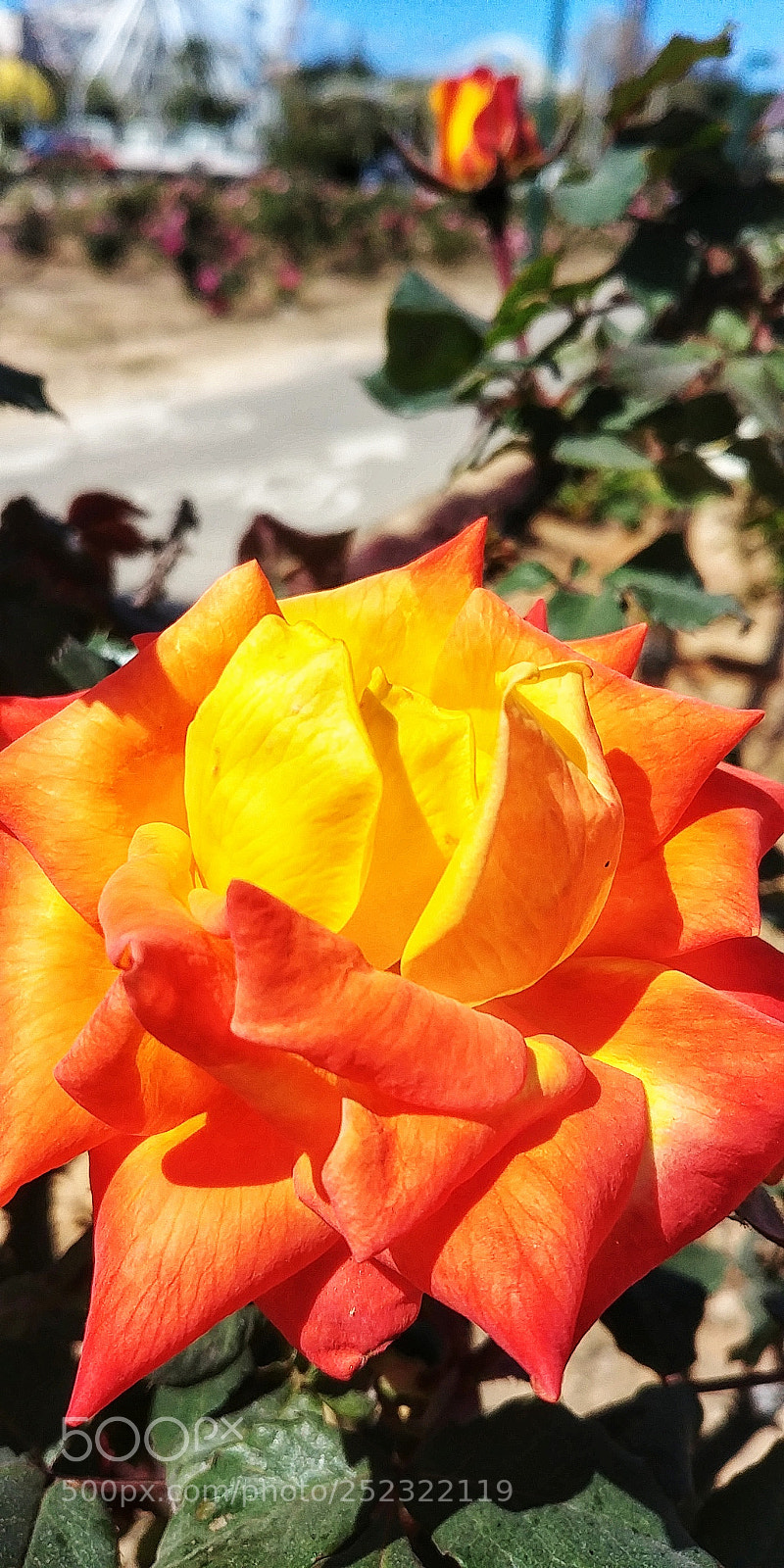 LG G6 sample photo. Present or future? photography