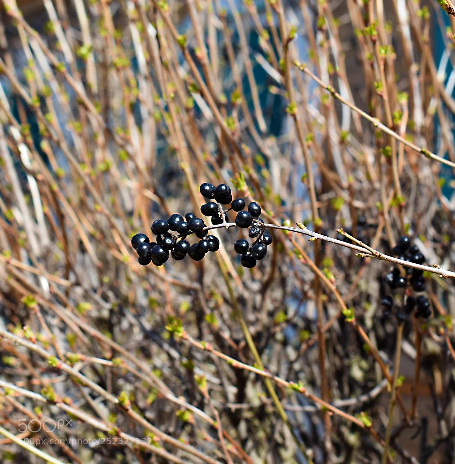 Nikon D5600 sample photo. Ягоды photography