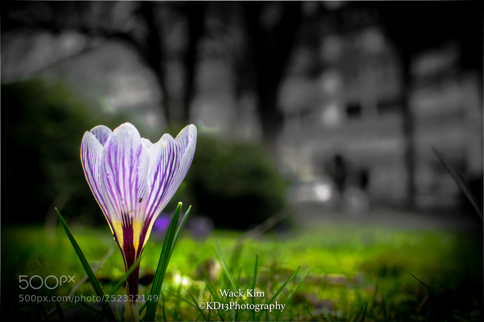 Nikon D5300 sample photo. Lonley photography